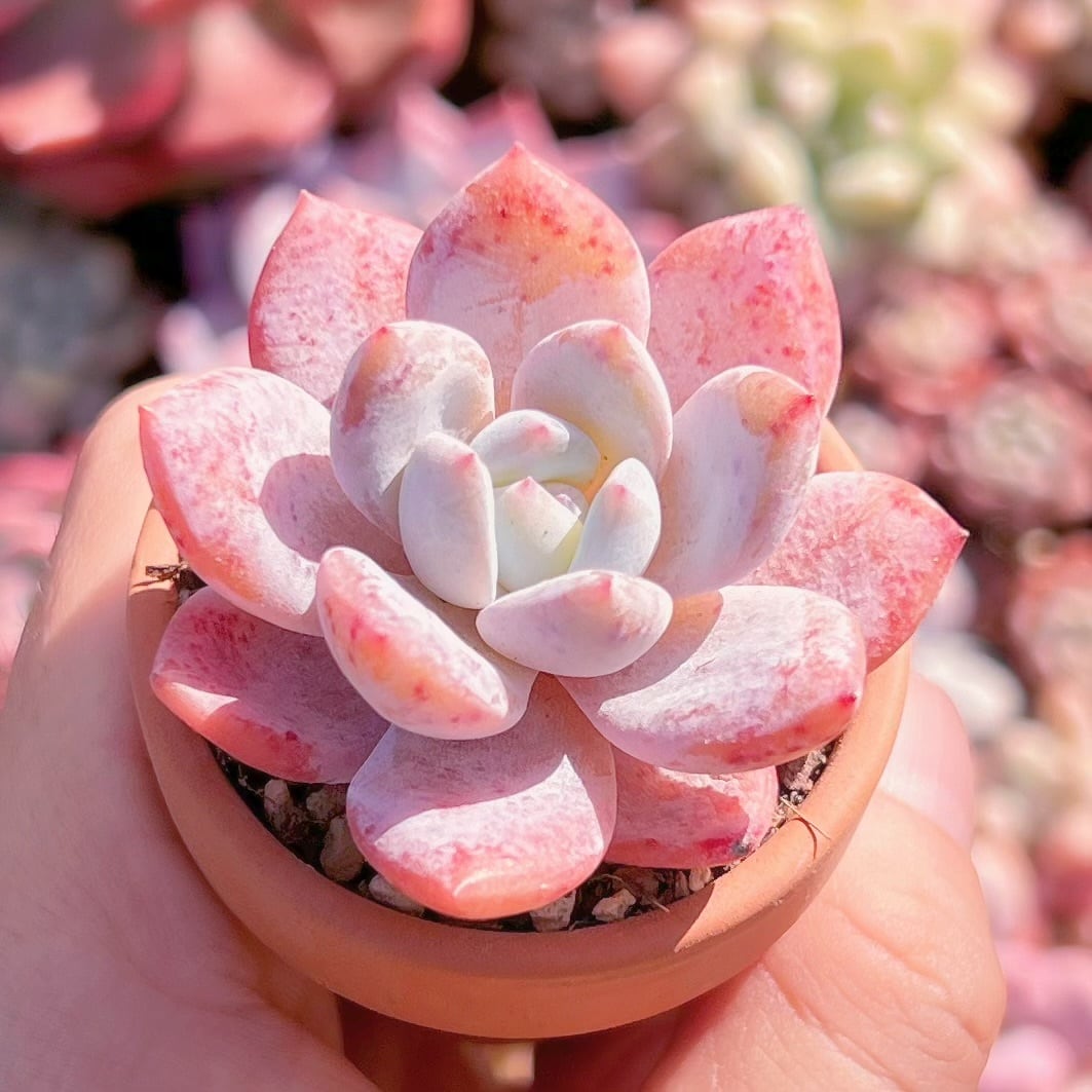 多肉植物   スノーアンジュ　新入荷　るる農園