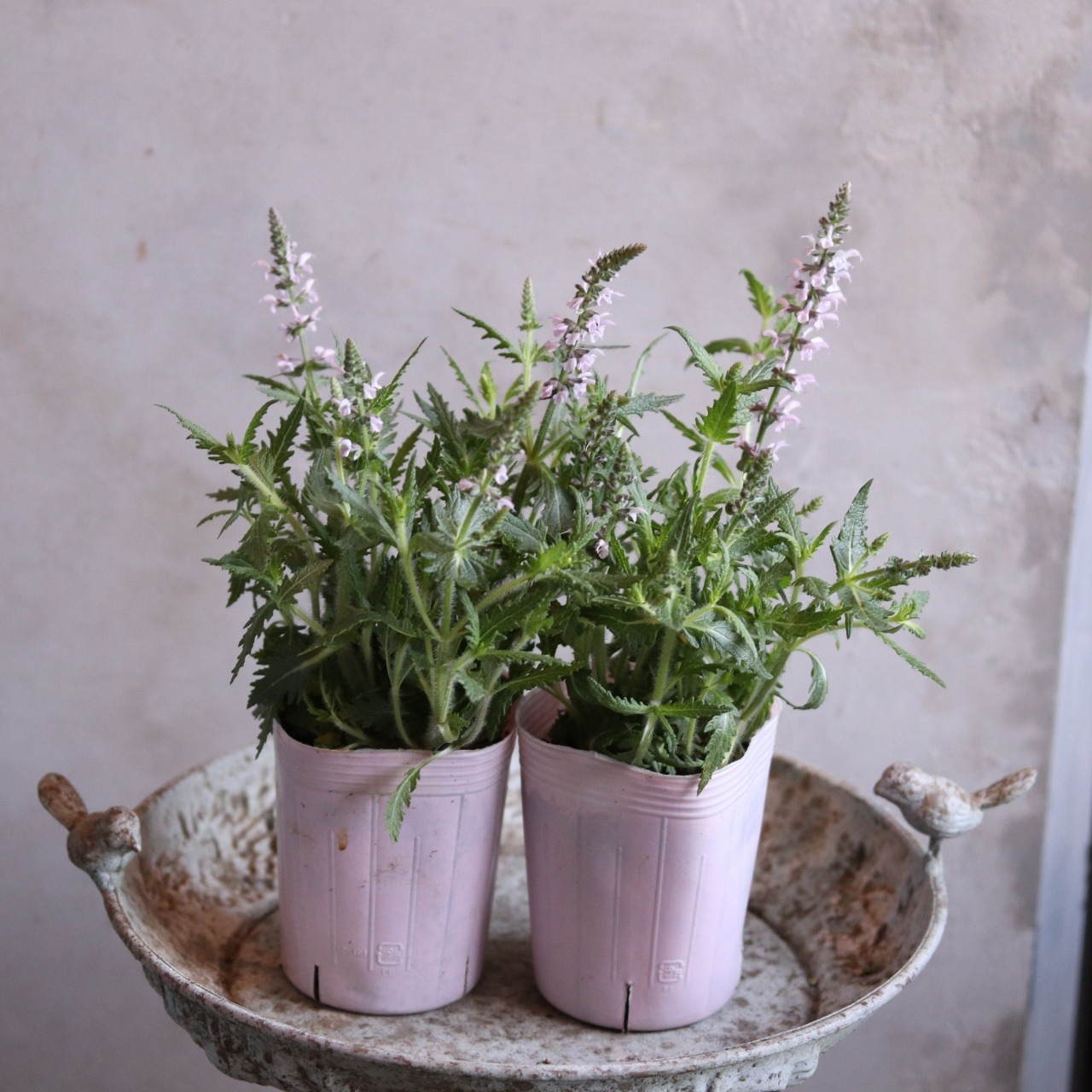 mondimanche サルビア　フェザーズ　フラミンゴ｜ピンクのお花　栄養系　宿根草　新種で寄せ植えや花壇にオススメ　