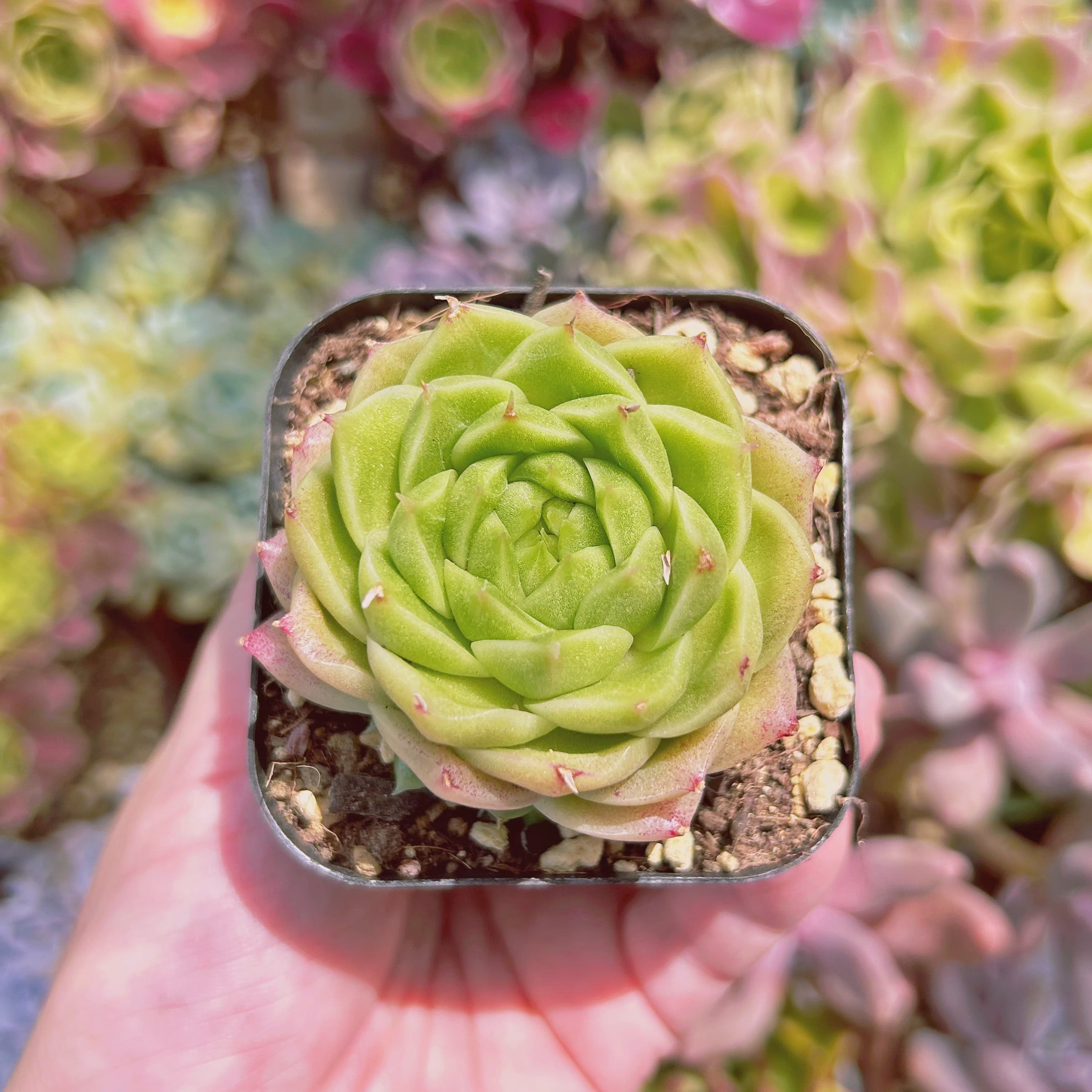 #580現物　多肉植物　蛍石　抜き苗