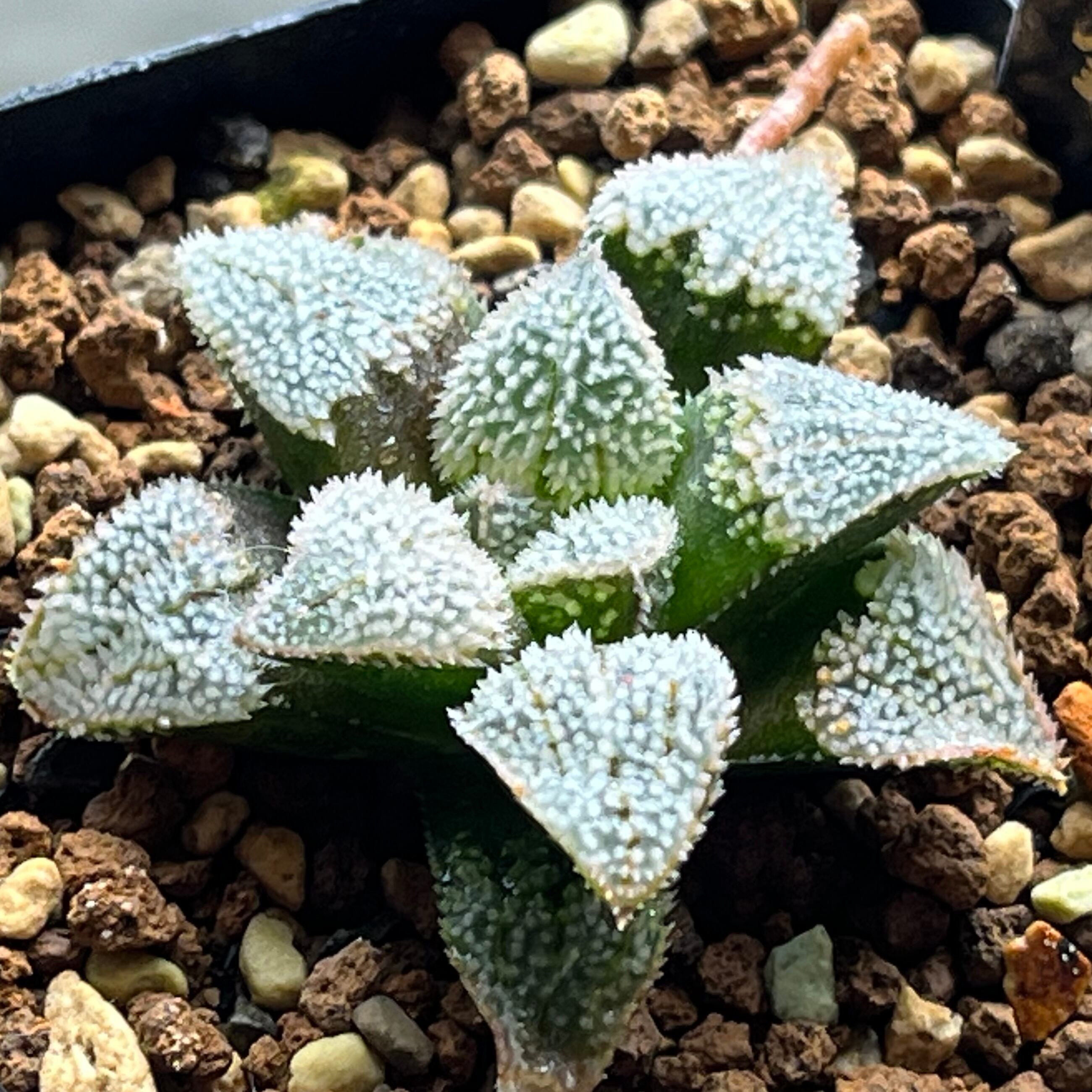 ハオルチア スターズフェアリー | mocono_plants