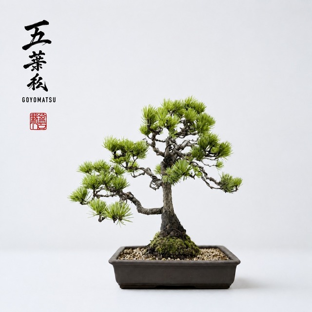 五葉松（ゴヨウマツ）Mサイズ