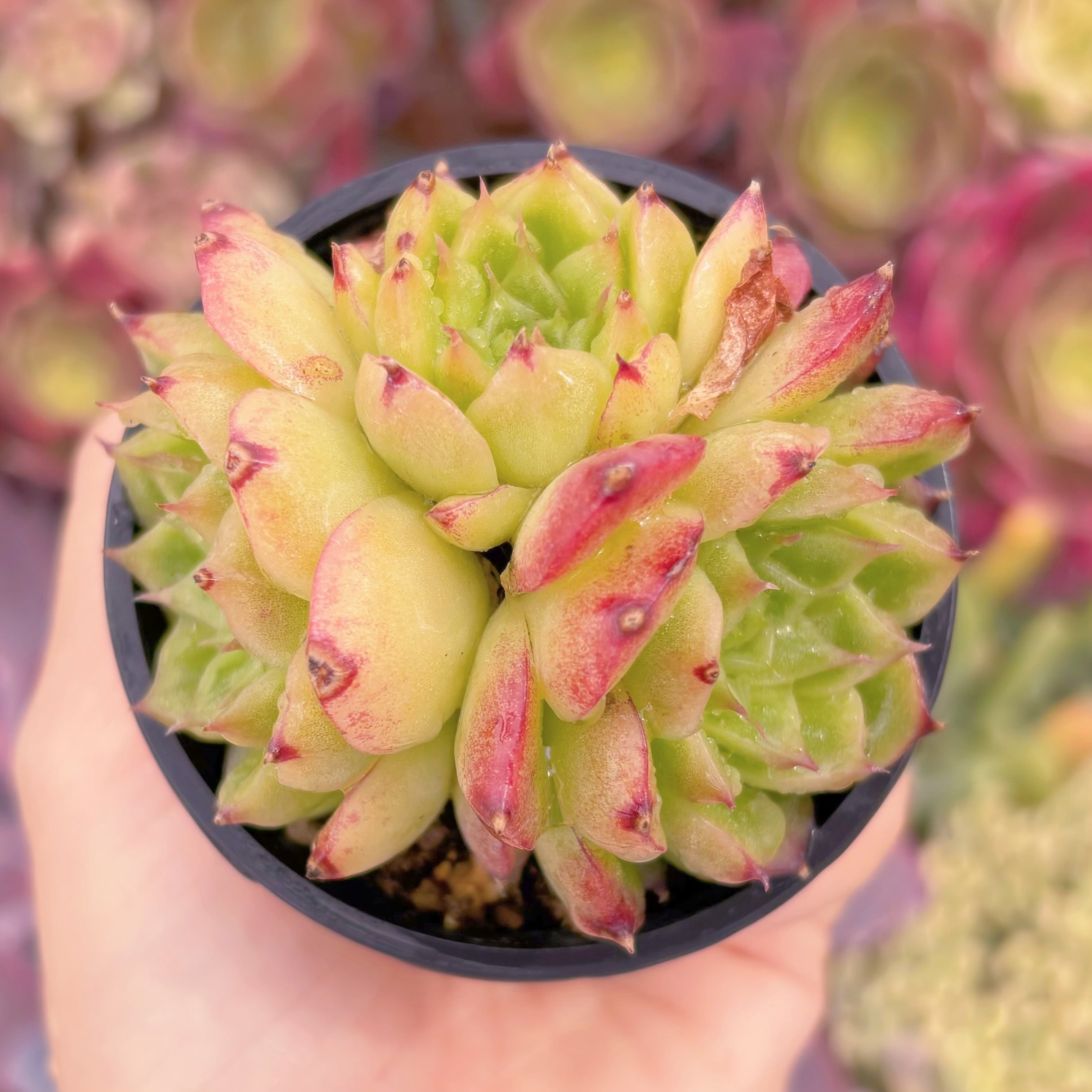 現品　楓霏#B56　群生　るる農園