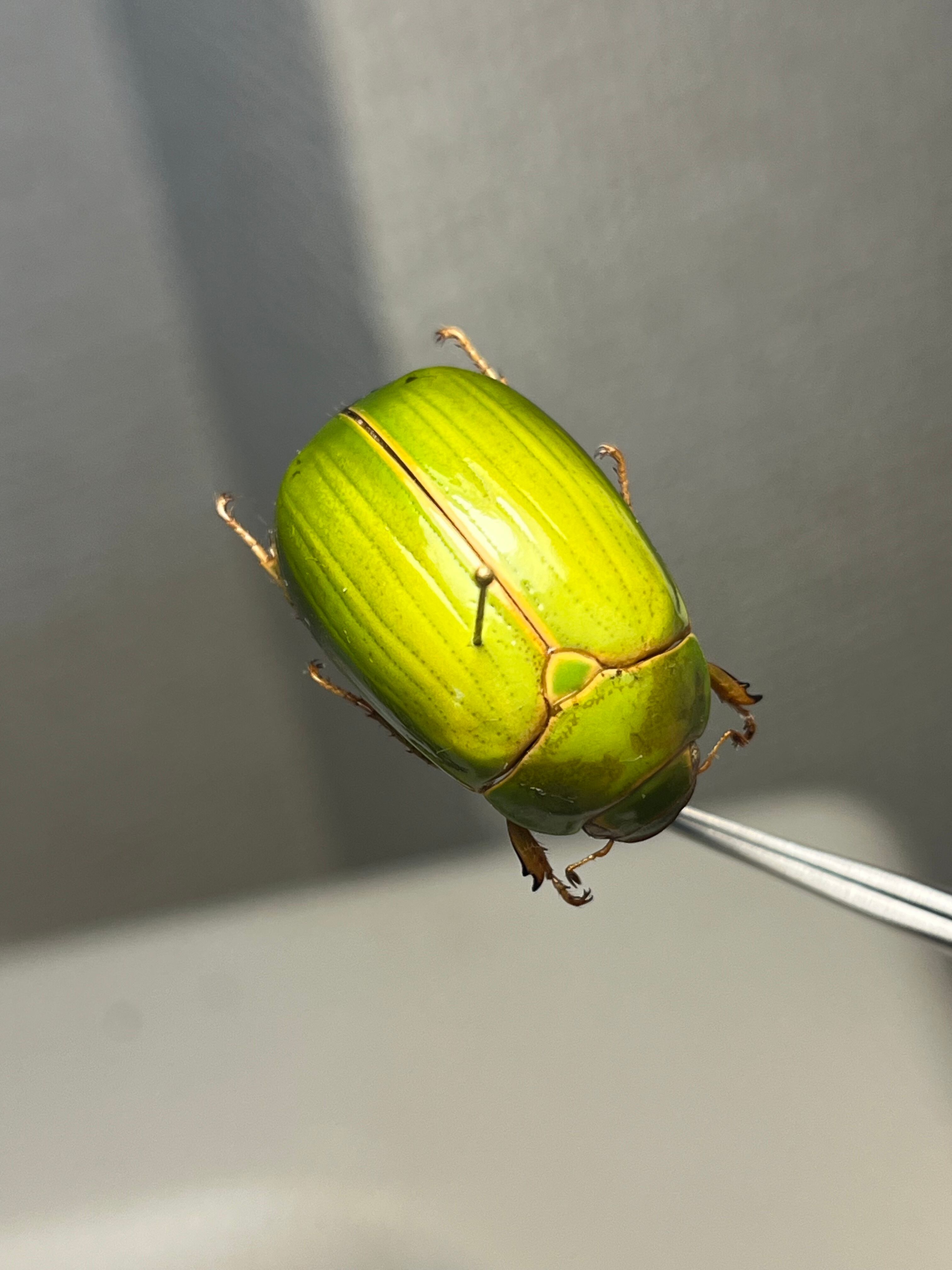 鶯黄金希少種】枝豆感のあるパマセアタケコガネ ？ 標本 ウグイス