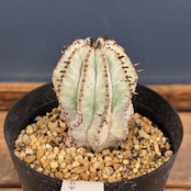 ユーフォルビア 白衣ホリダ【695】