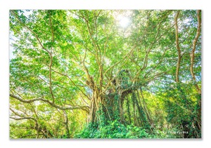 奄美ポストカード「武名のガジュマル」2026