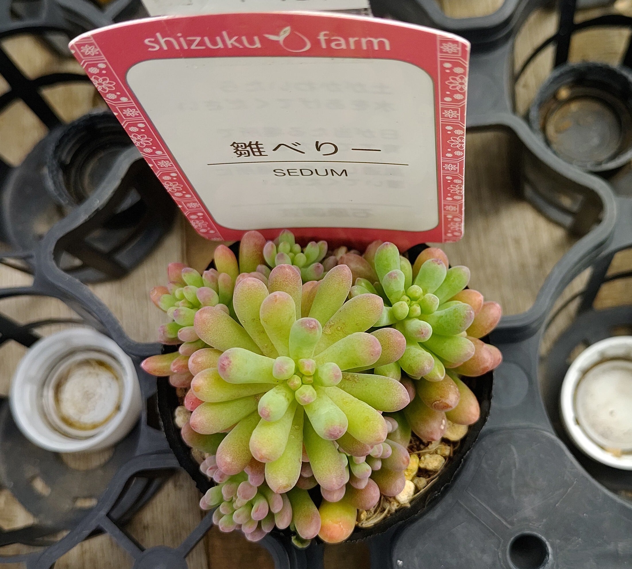 雛ベリー | RuPo 多肉植物専門店