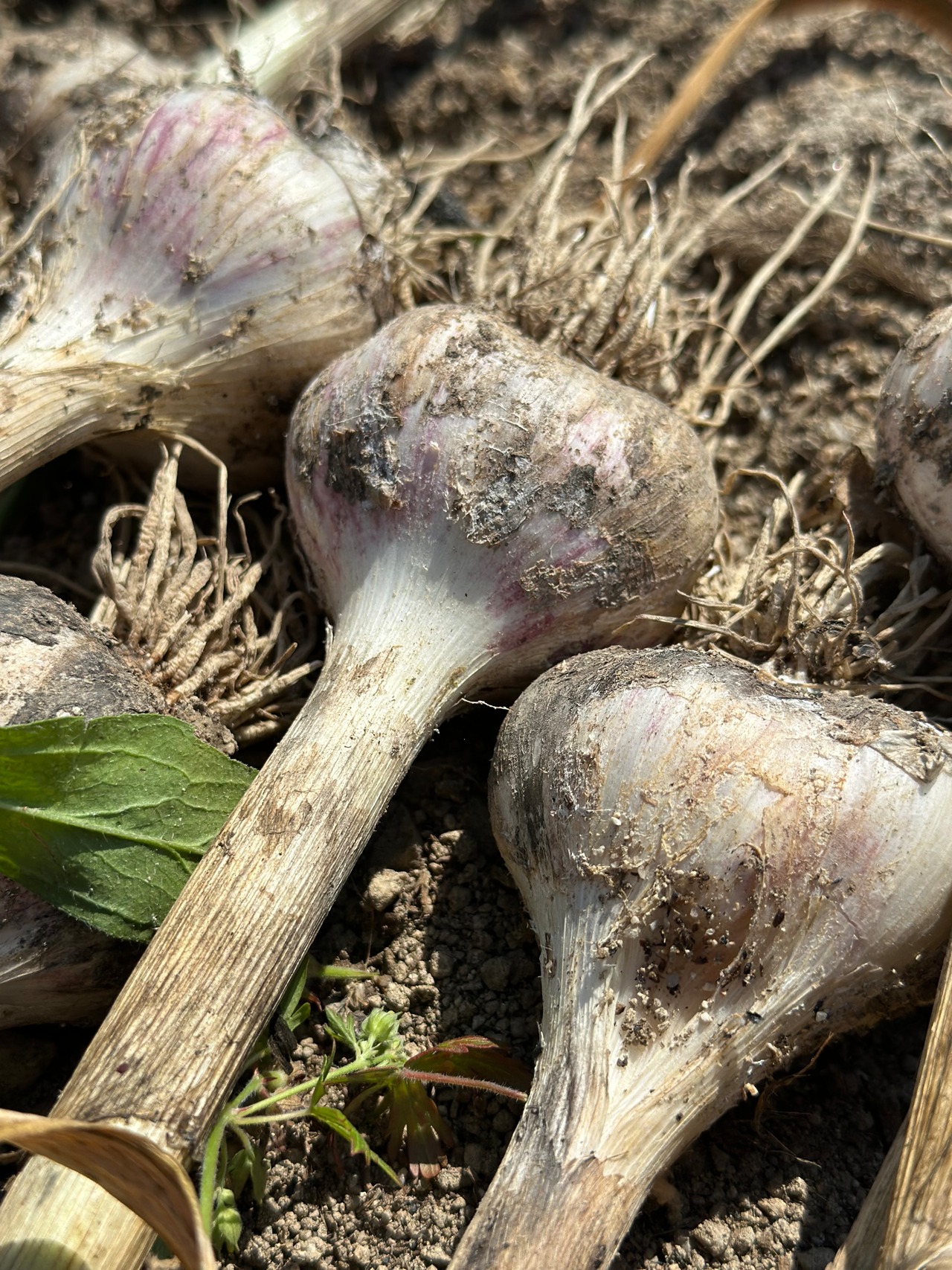 【農薬化学肥料不使用】暖地にんにく王様！平戸生にんにくバラ1キロ約100粒