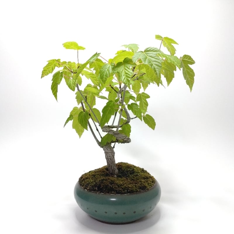 かなり大きな木瓜盆栽 盆栽・苔玉 木瓜（ボケ）盆栽 SS003