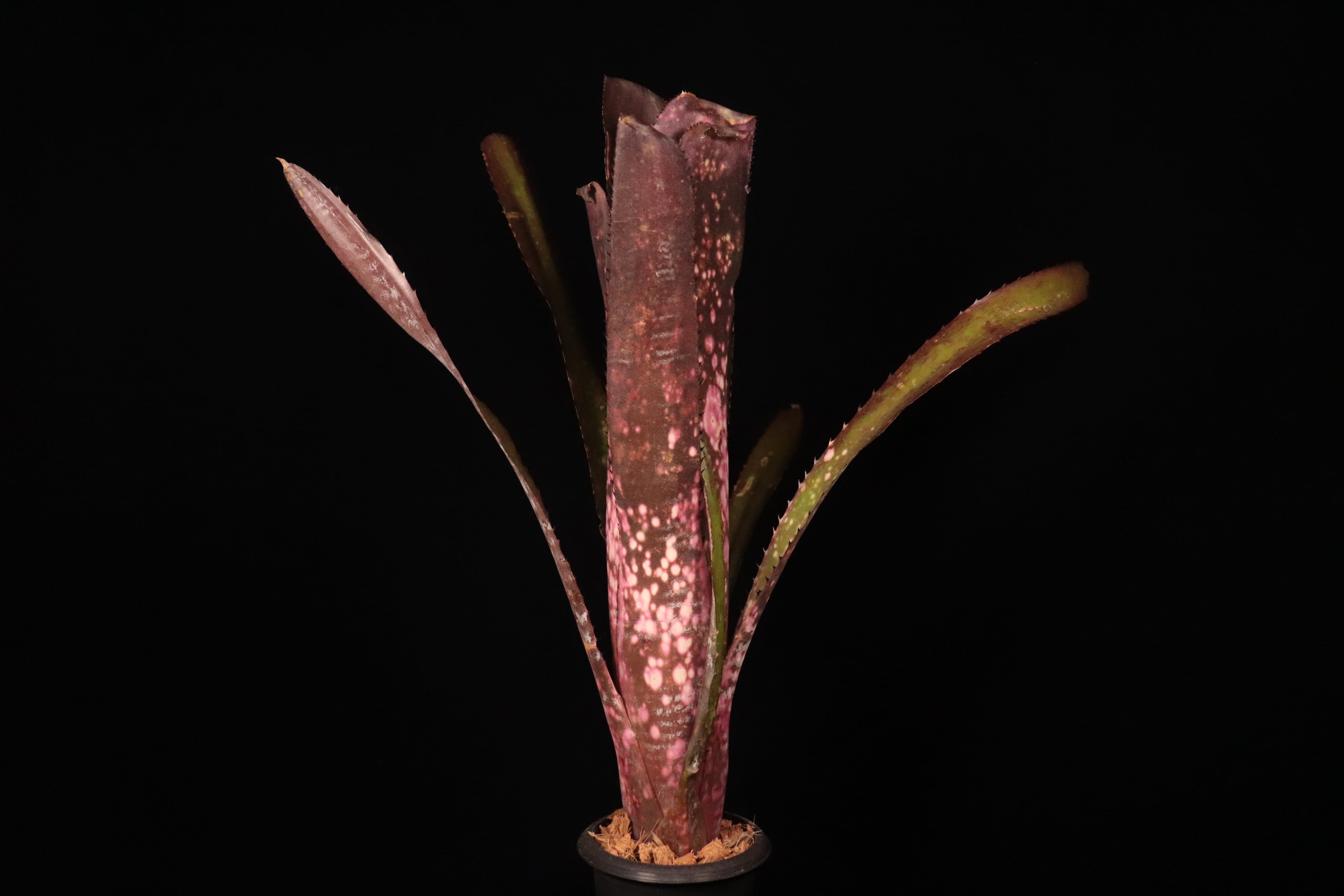 Billbergia 'Berry Blast'〔ビルベルギア〕B343 | plane plants