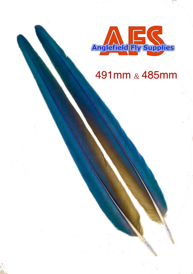 Blue-Gold Macaw Side Tails Matched Pair / マコー サイドテール ペア