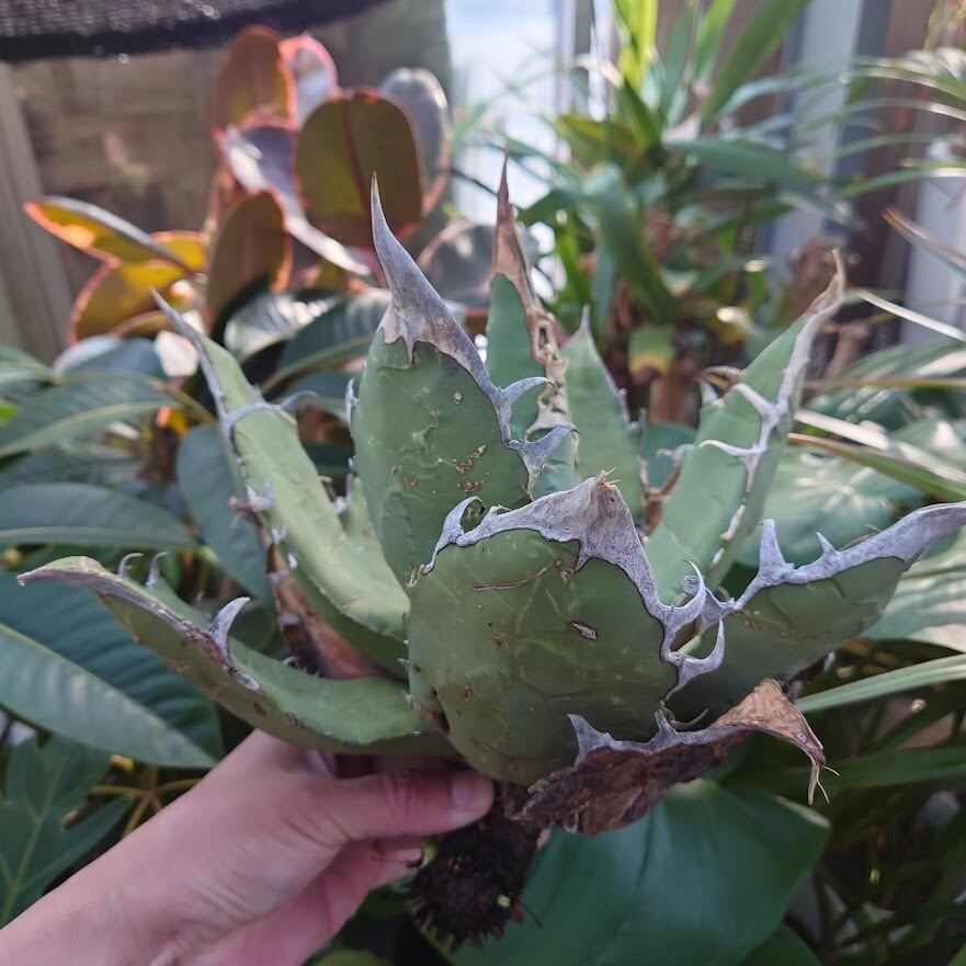 アガベ チタノタ オアハカ Agave titanota Oaxaca 8 | 多肉植物