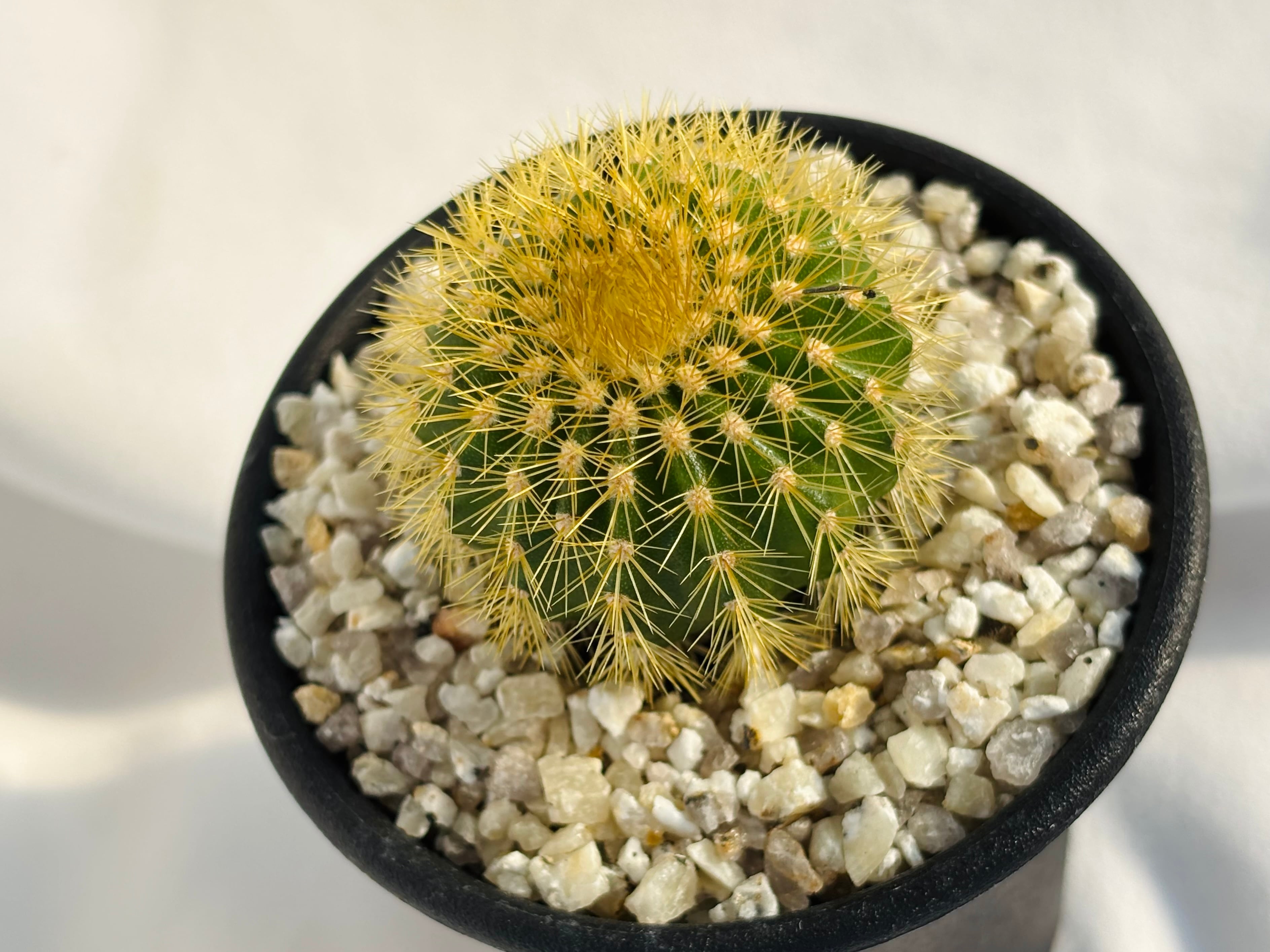 Uebelmannia pectinifera v. eriocactoides ユーベルマニア エリオ
