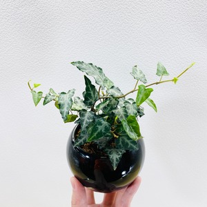 ヘデラ　キプロス　(アイビー) ヤシの実チップ植え [観葉植物・1点もの]