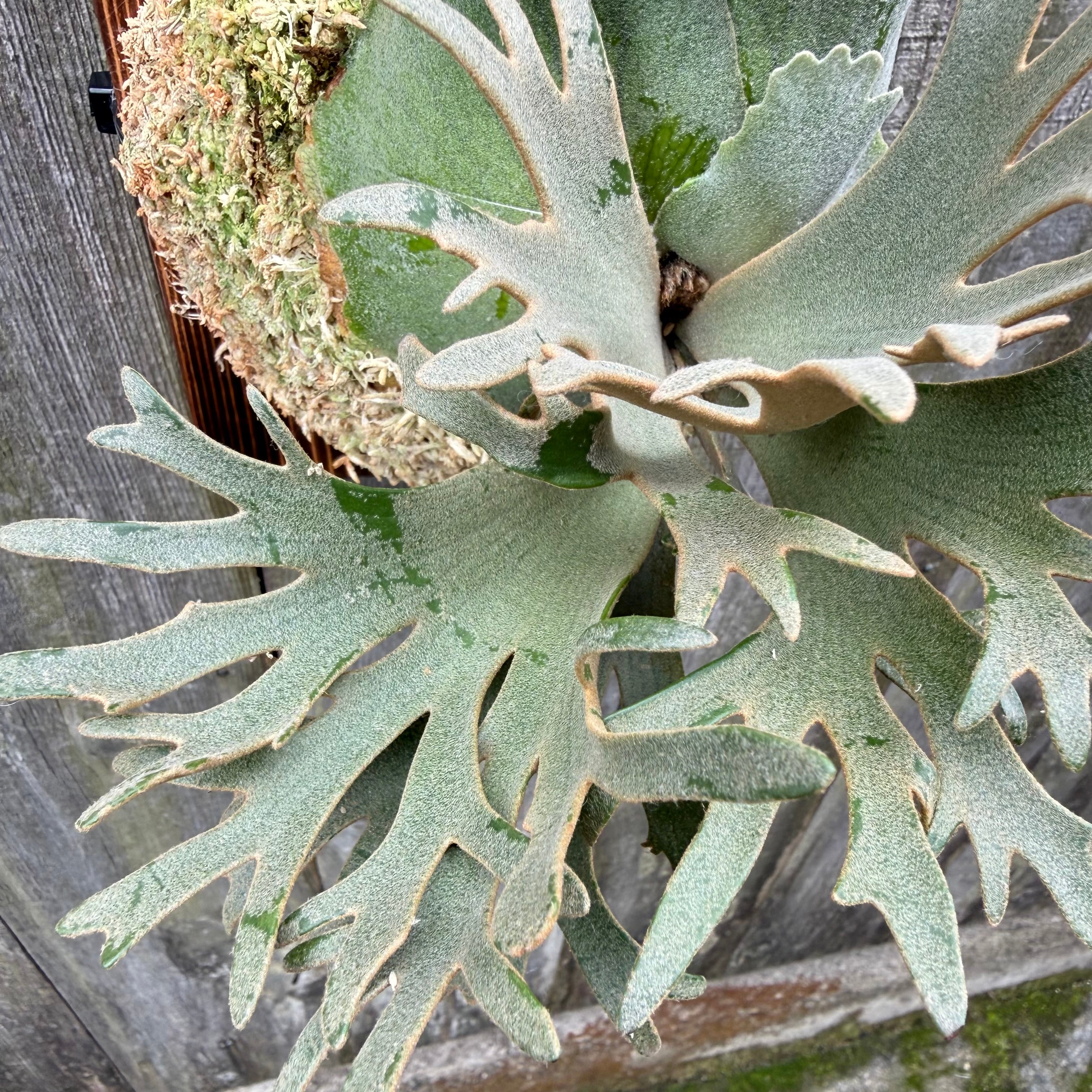 P.willinckii O.M.G sporeling | naturefix