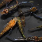 ラメMIXメダカ 1ペア thumbnail 3