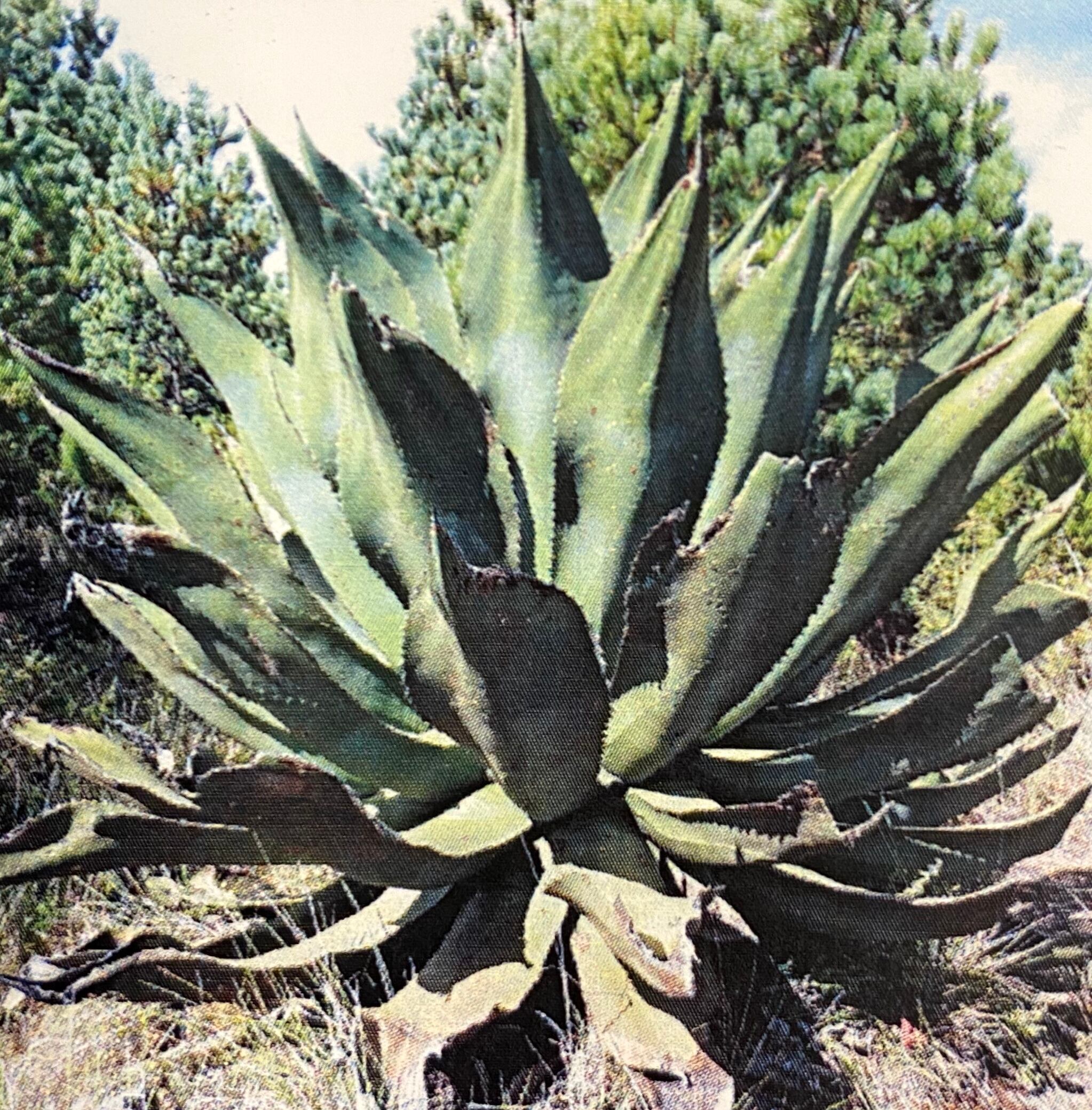 豪華で新しい アガベ サルミアナ フェロックス アメリカ輸入株 植物 観葉植物 Www Spitalulsfconstantin Ro