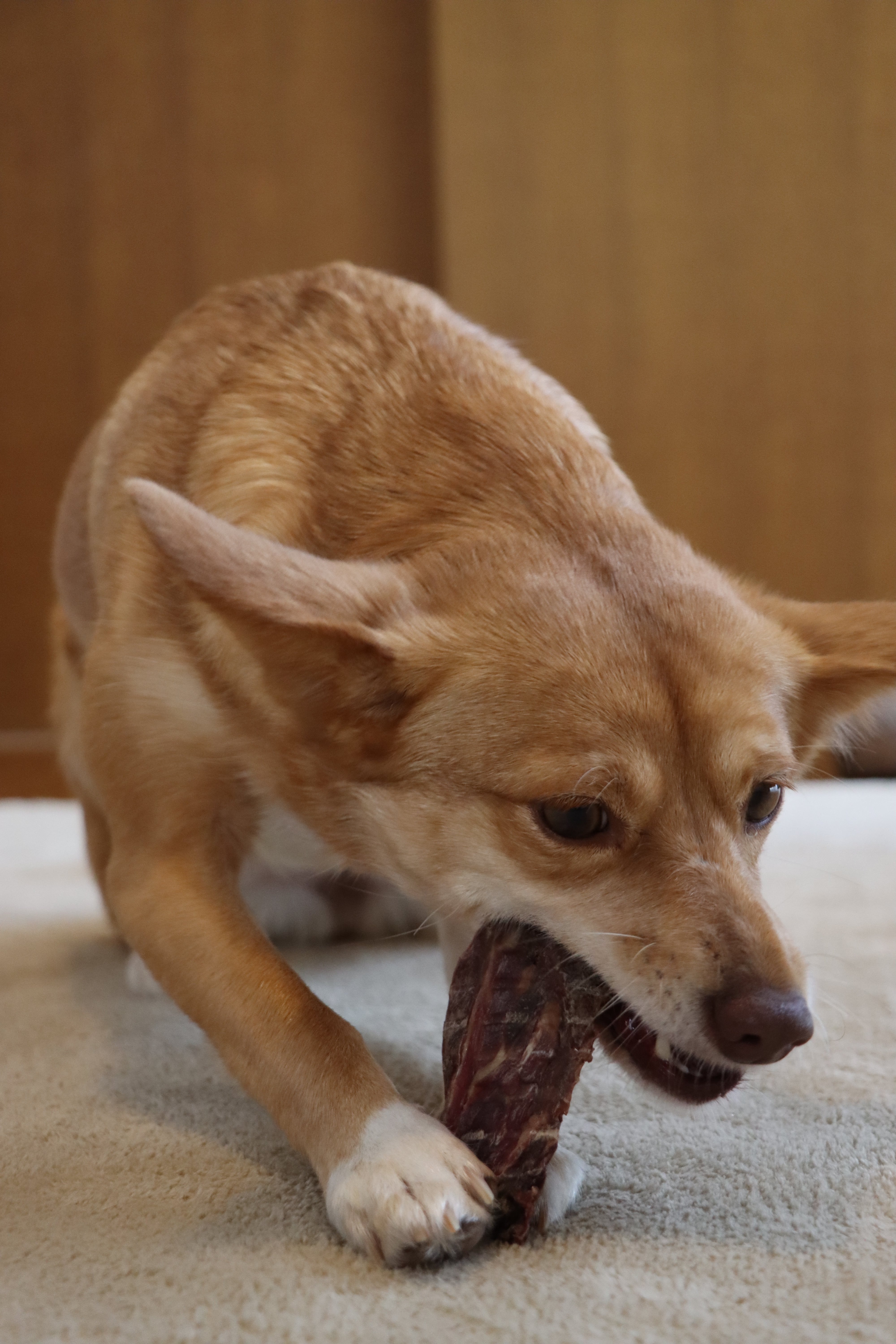 鹿肉ジャーキー 50g | ささやまジャーキー工房