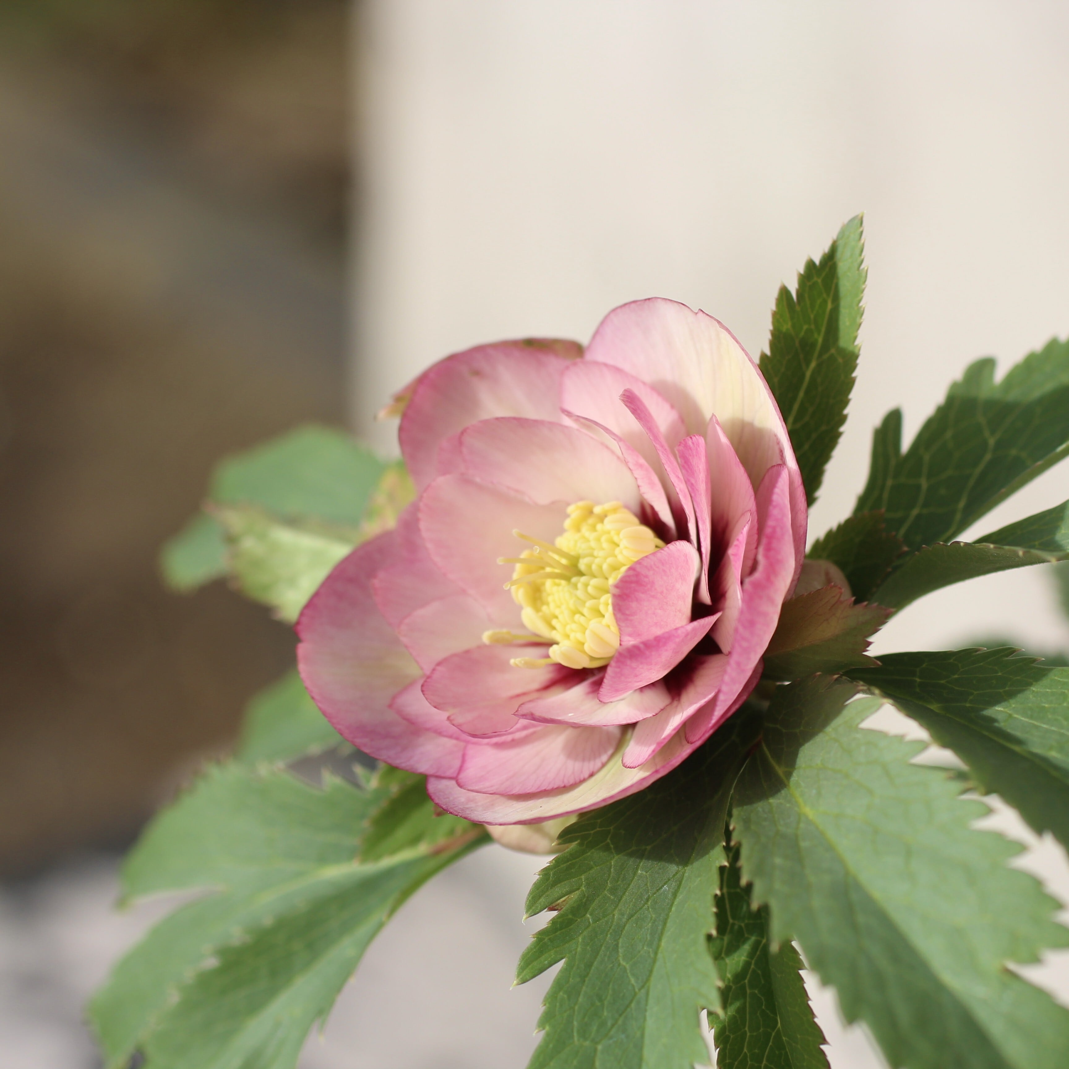 WS26-003 クリスマスローズ ウィンターシンフォニー 桃色の静ダブル