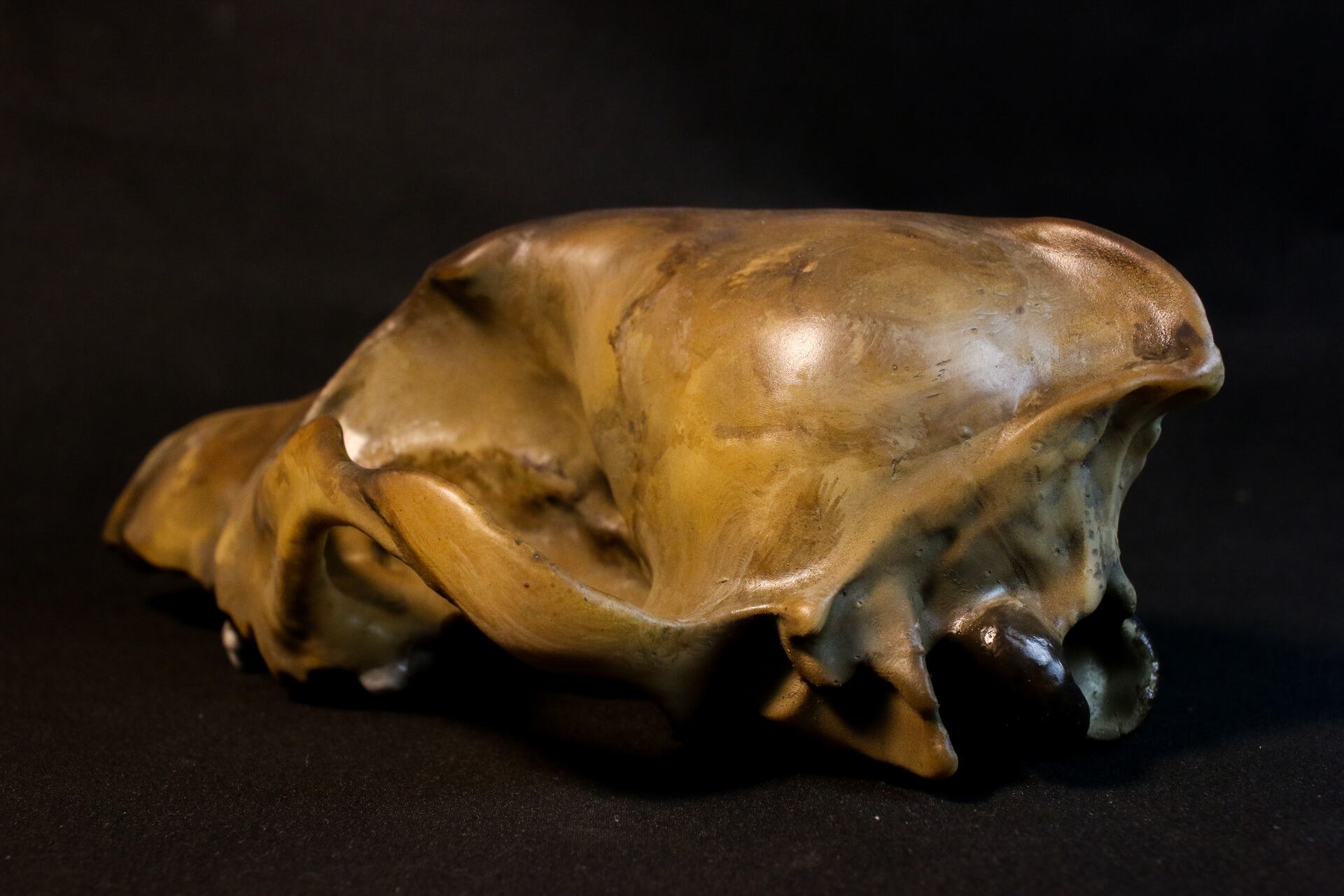 大淀町ニホンオオカミ 原寸大頭骨レプリカ | アンフィ合同会社