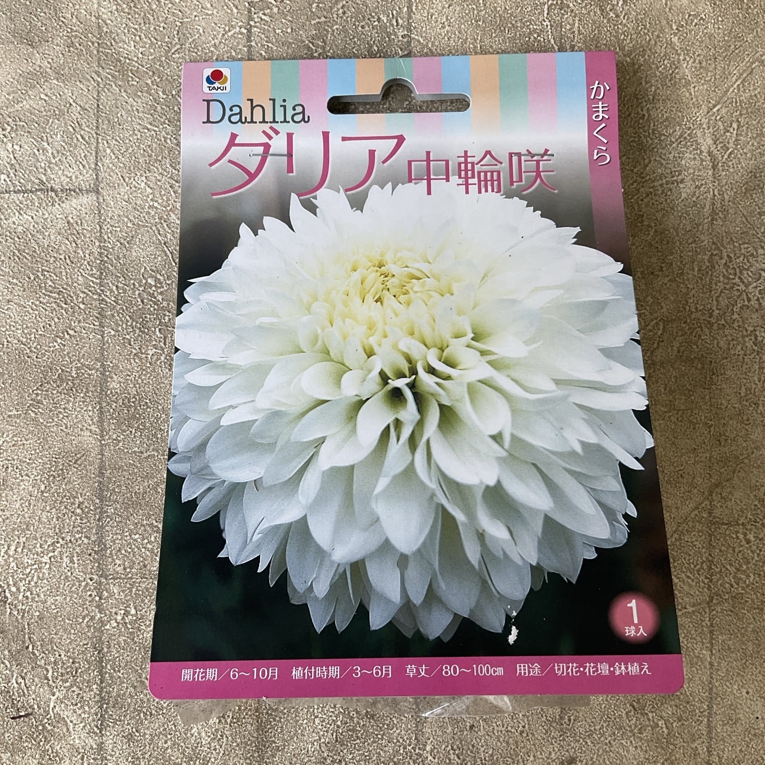 球根 | 橋本種苗園