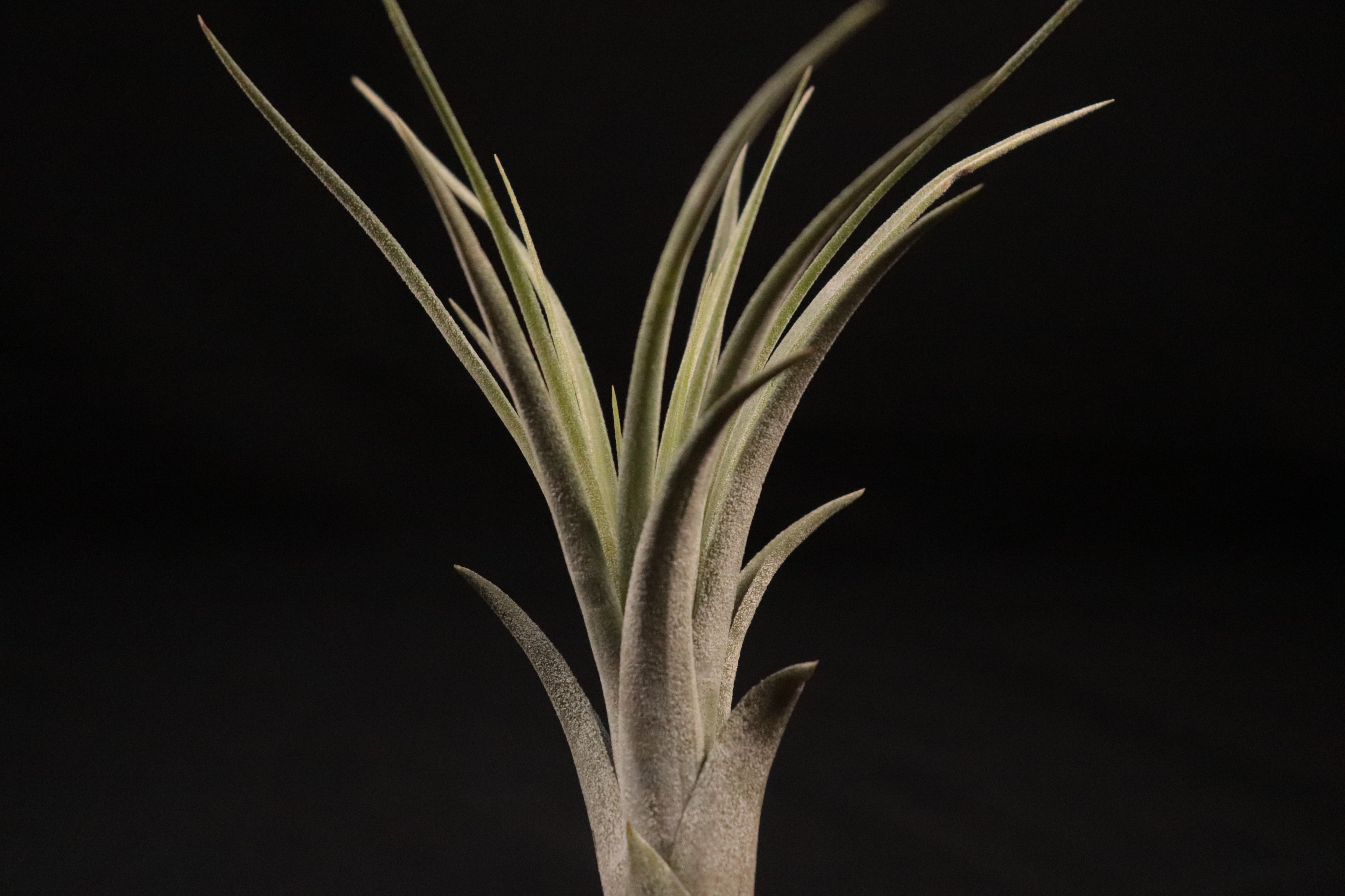 送料無料】'Jumping for Joy'〔エアプランツ〕現品発送T3544 | plane