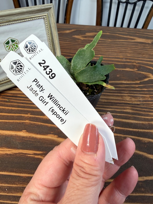 ★2439【未来は緑のプリンセス】 ビカクシダ　ウィリンキージェイドガールspore　(2.5号ポット)