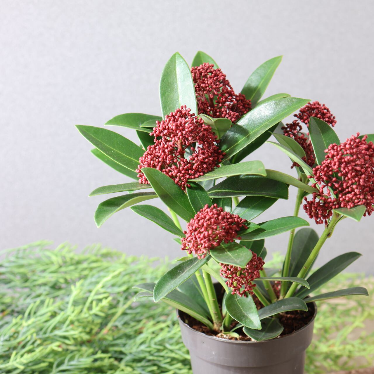 438 赤い蕾の小さな宝石『スキミアレッドドワーフ』【送料無料