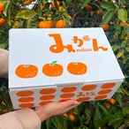 完熟アルギットみかん 約3kg（極早生）