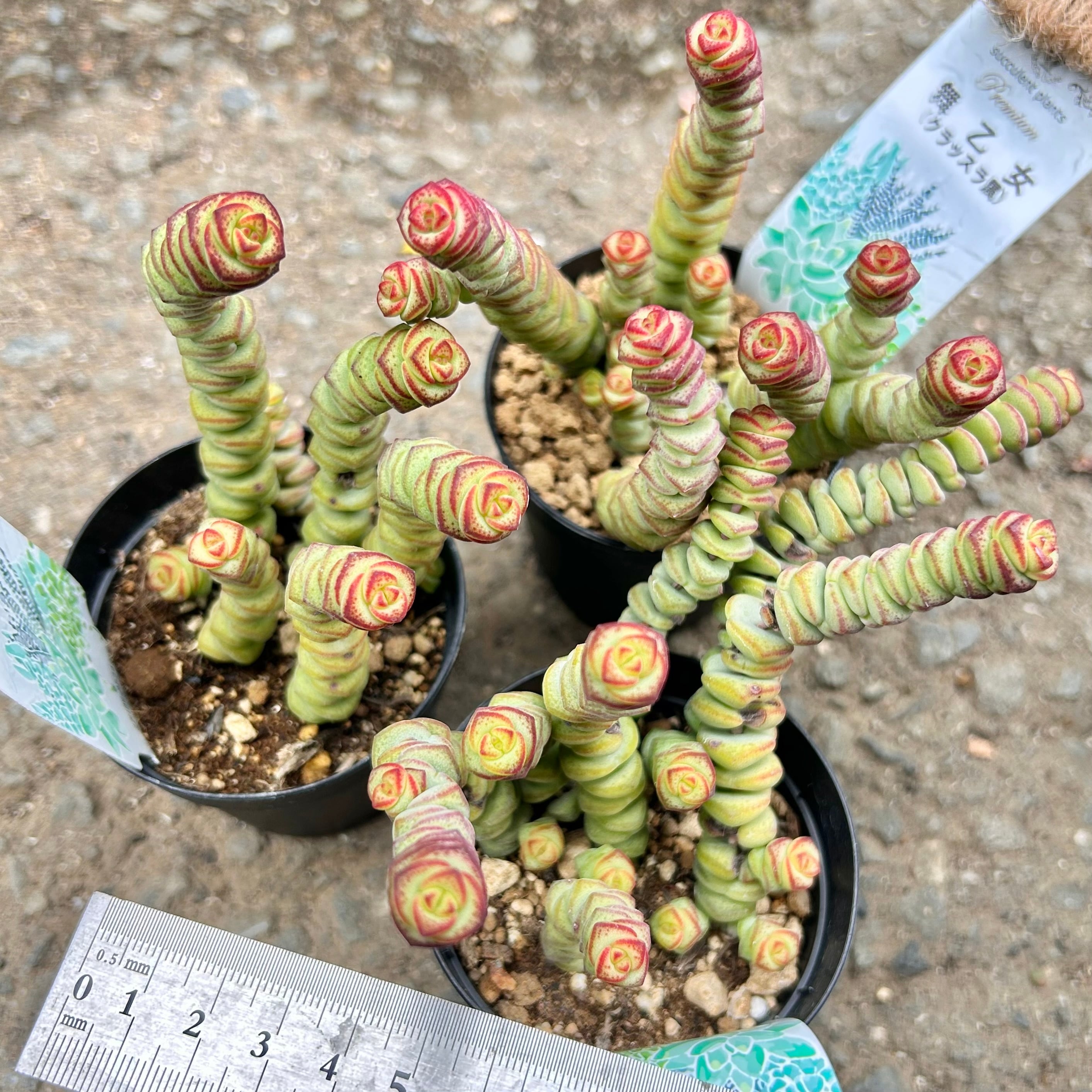 舞乙女 | RuPo 多肉植物専門店