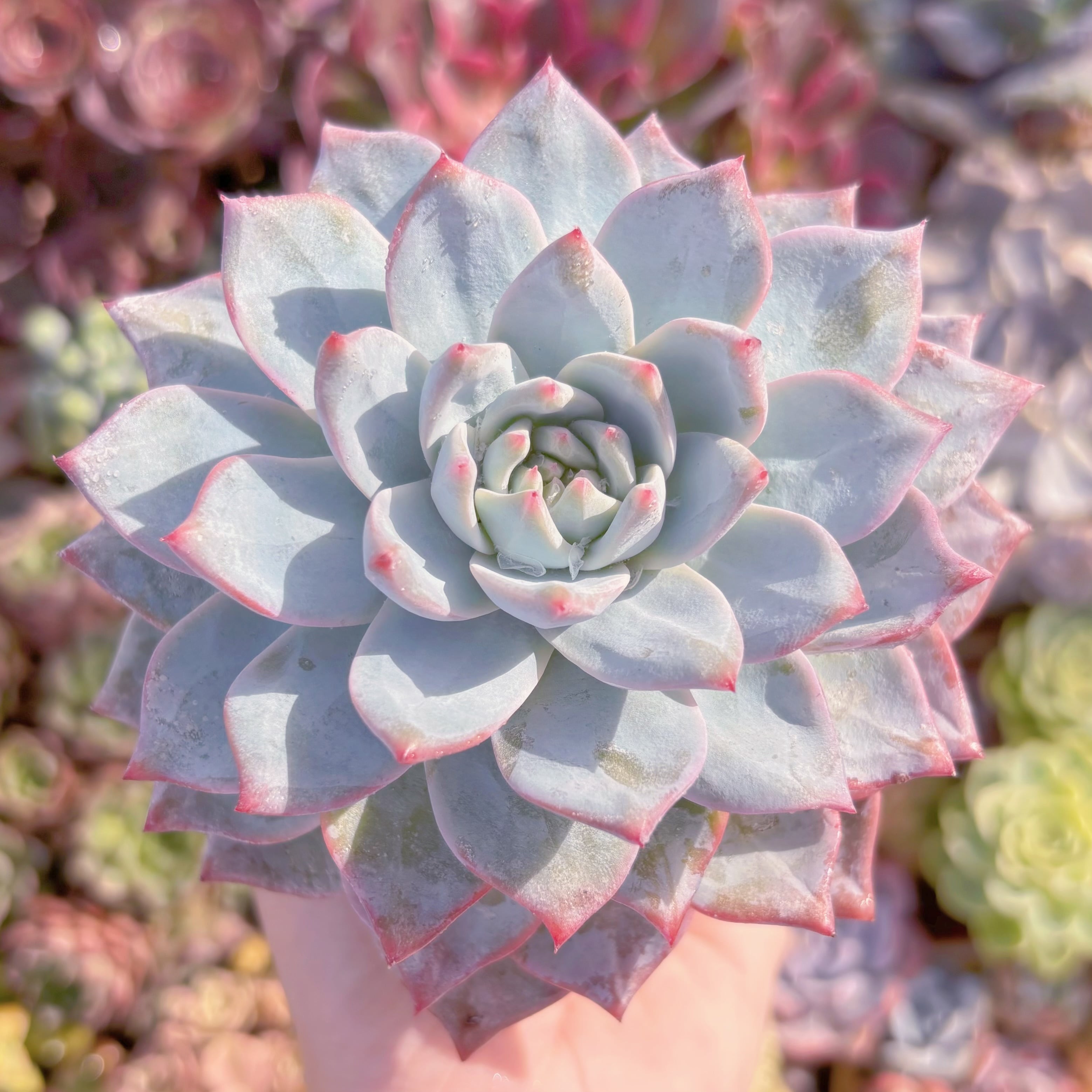 現品　Blue Bird#083   大苗　るる農園