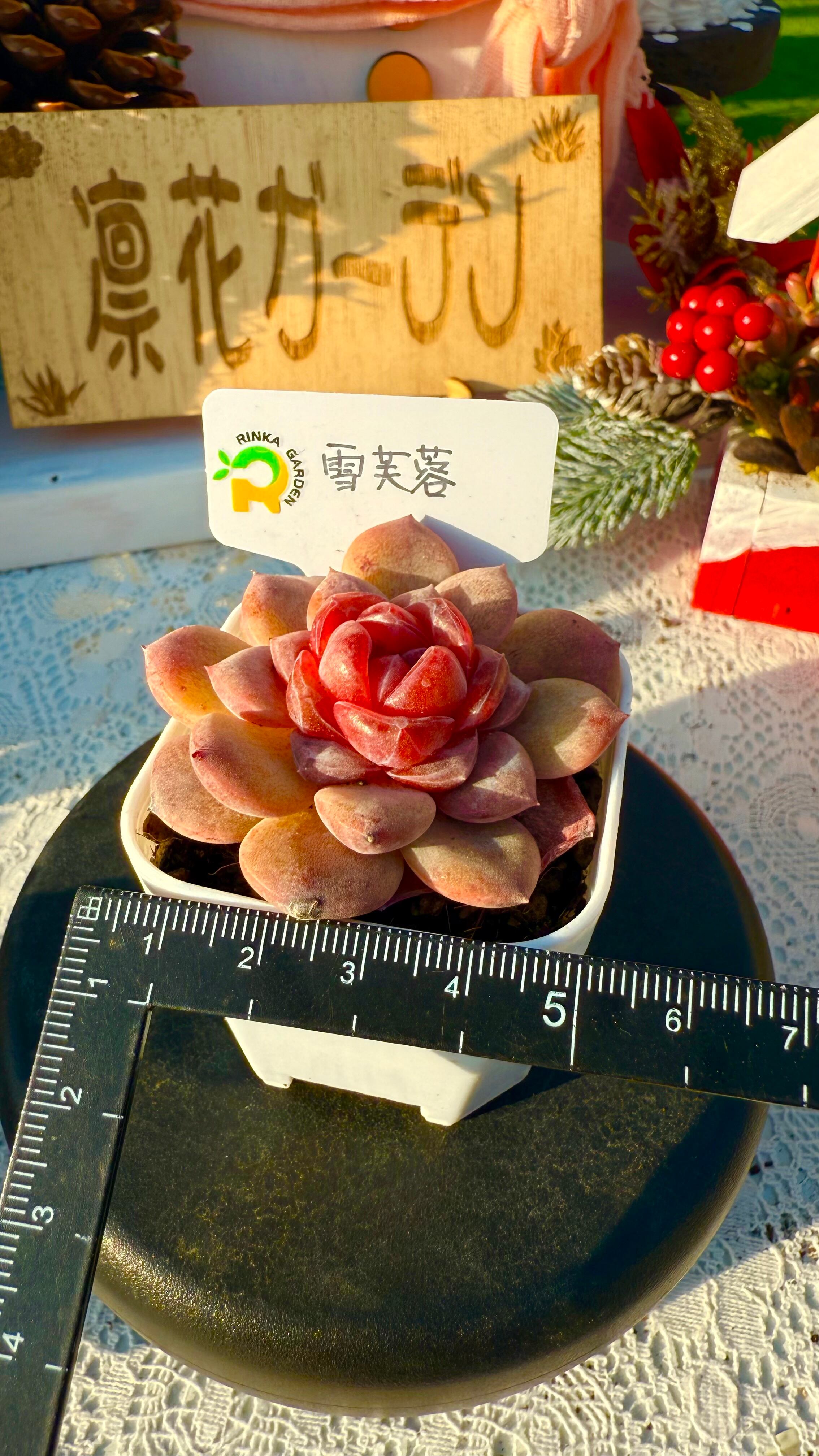 雪芙蓉』糖心多肉 | 凛花ガーデン