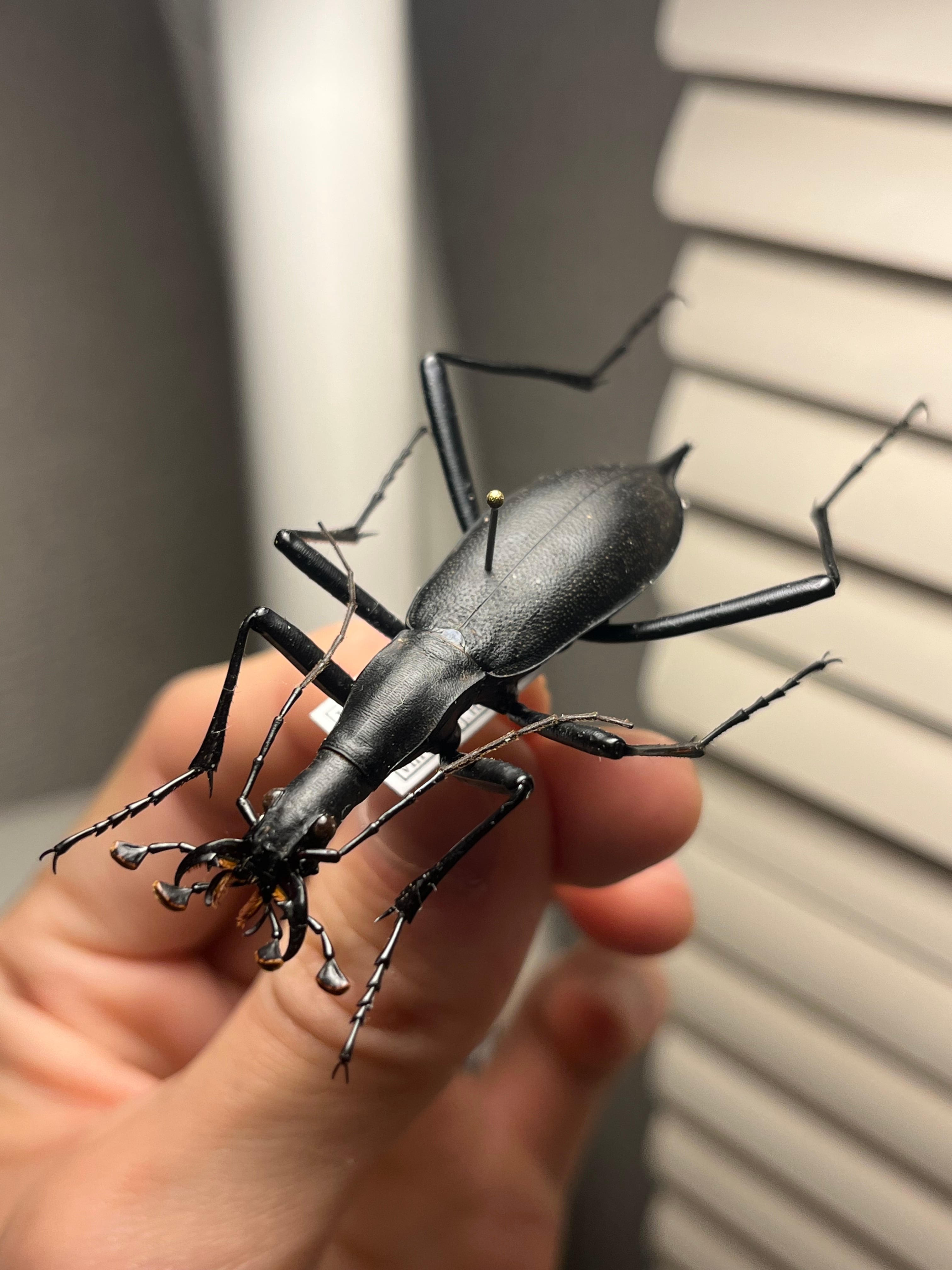 蝸牛被最大種】フクエマイマイカブリ ホンマイマイカブリ 昆虫標本