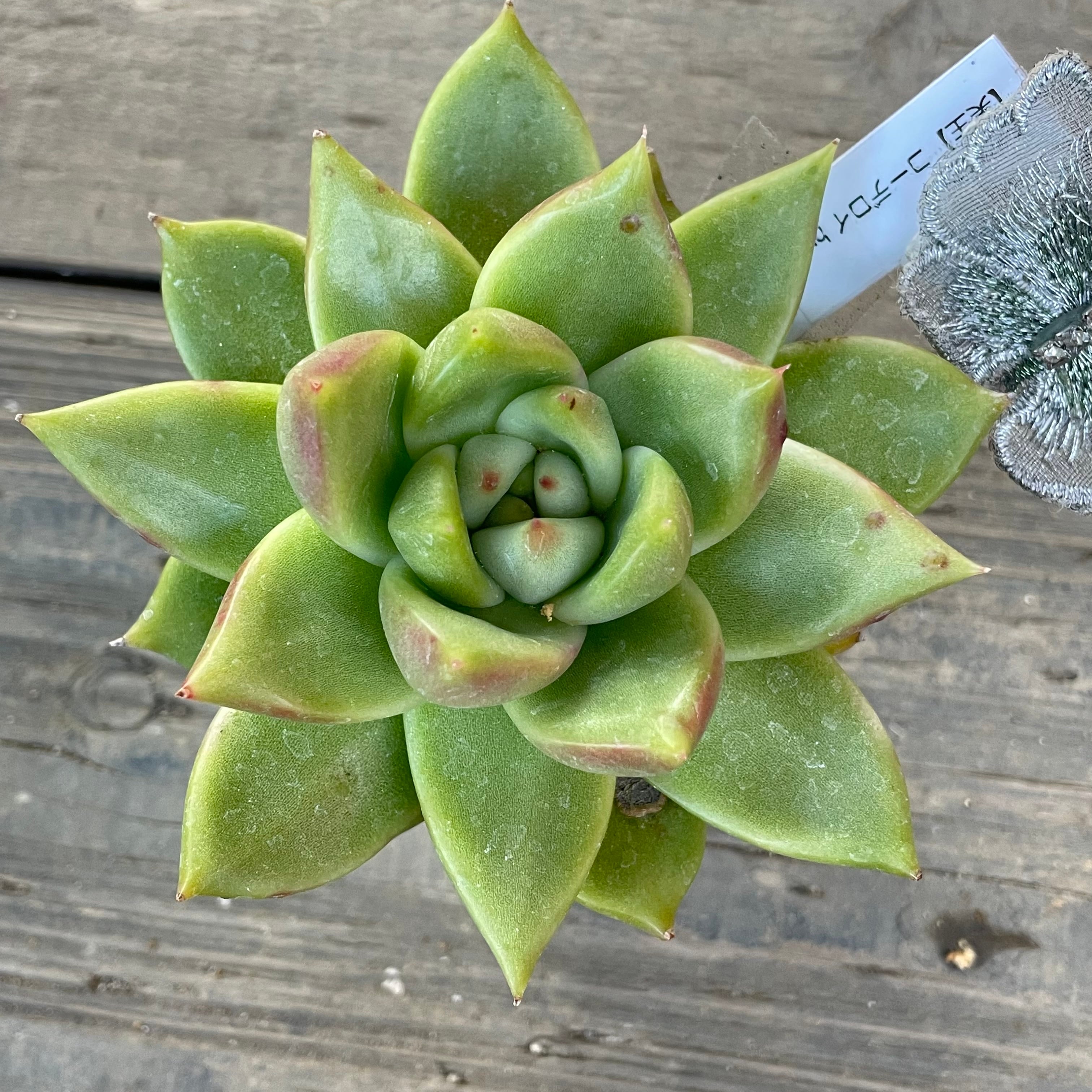 GINGER掲載商品】 ◇ゆらゆらプランツ☆多肉植物☆木箱☆ハンドメイド