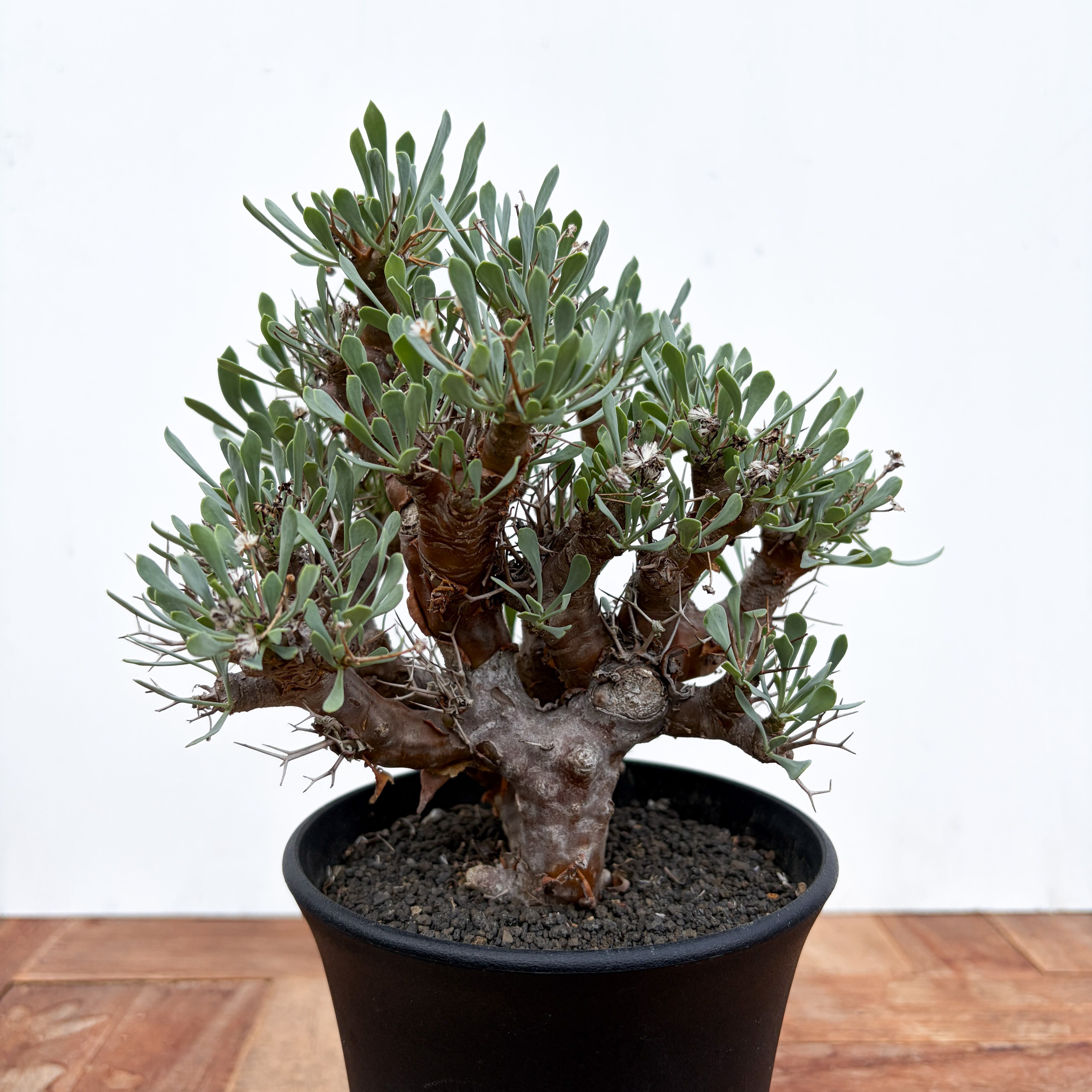 ブルセラ・ミクロフィラ　実生 WACK” ON YOUR SIDE】ブルセラ ミクロフィラ WACK-A005 | RA