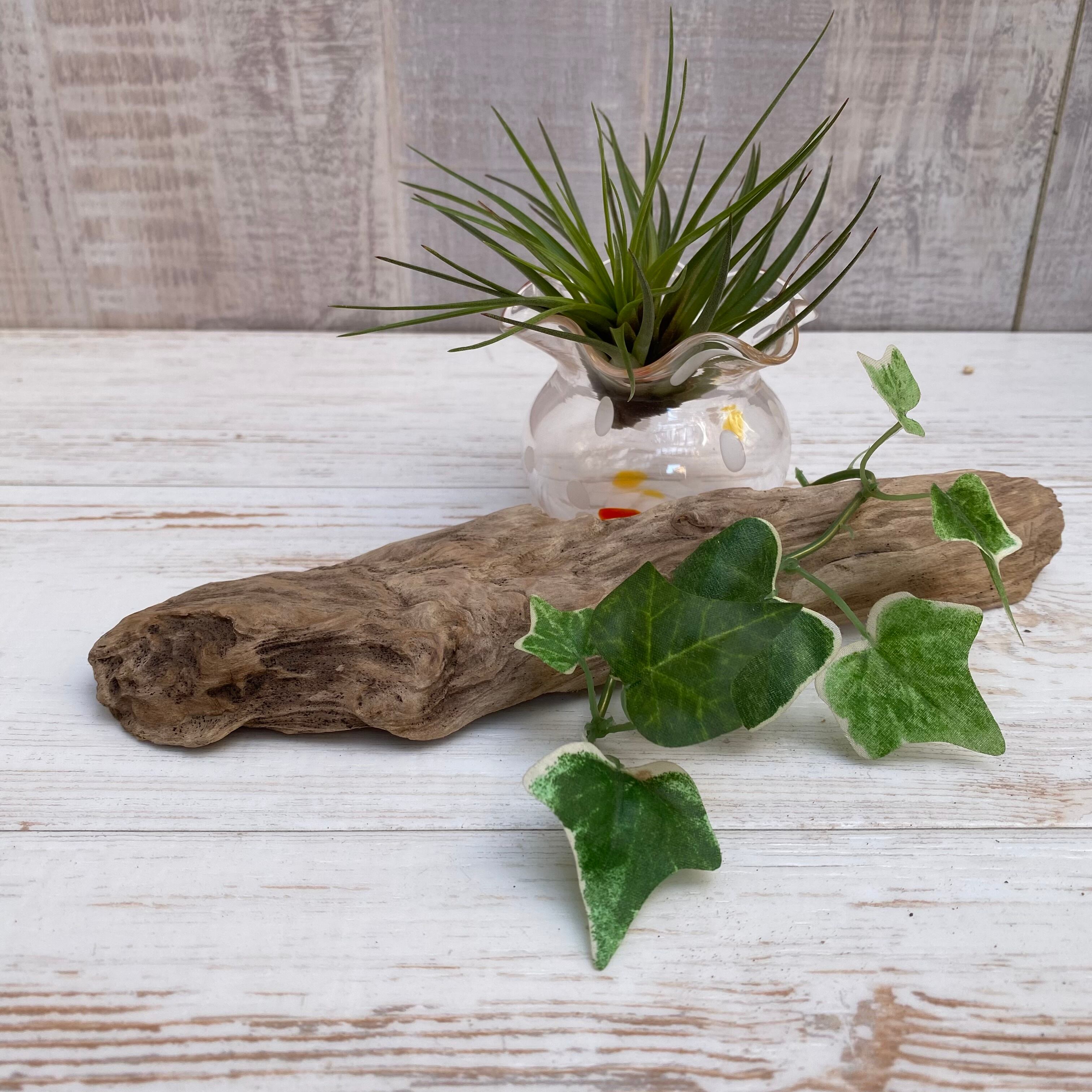 ひのき 什器 オブジェ ヒノキの切り株プレートアクセサリー置き 植物