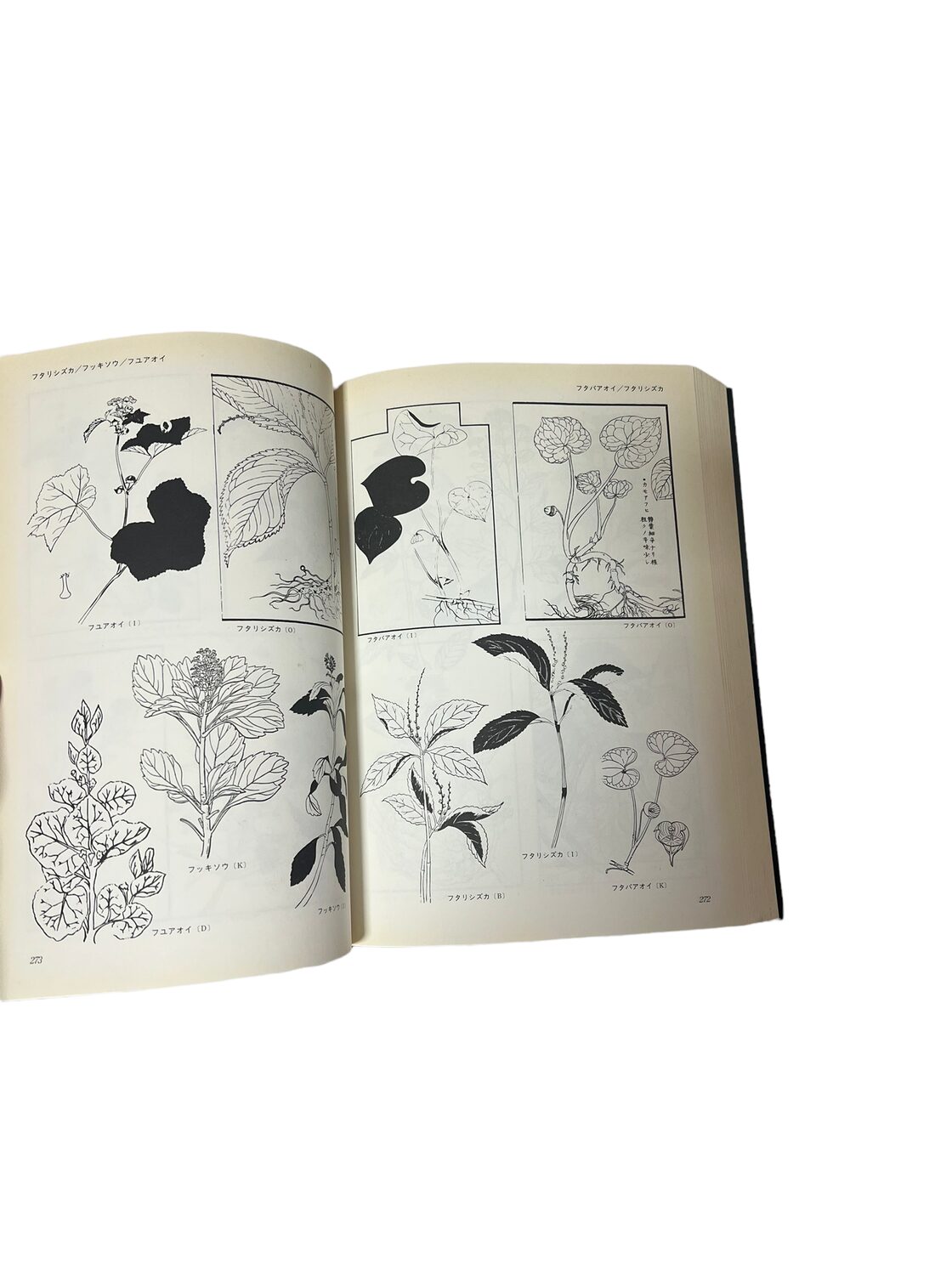 デザインのための 花のイラストレーション 八坂書房 画集 素描集 古書