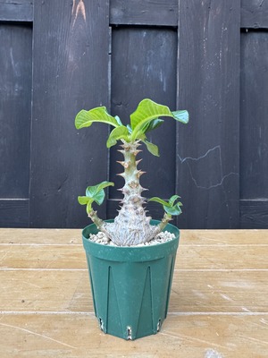 【新着】Pachypodium baronii var. windsorii【赤花咲かすレア塊根】パキポディウム ウィンゾリー