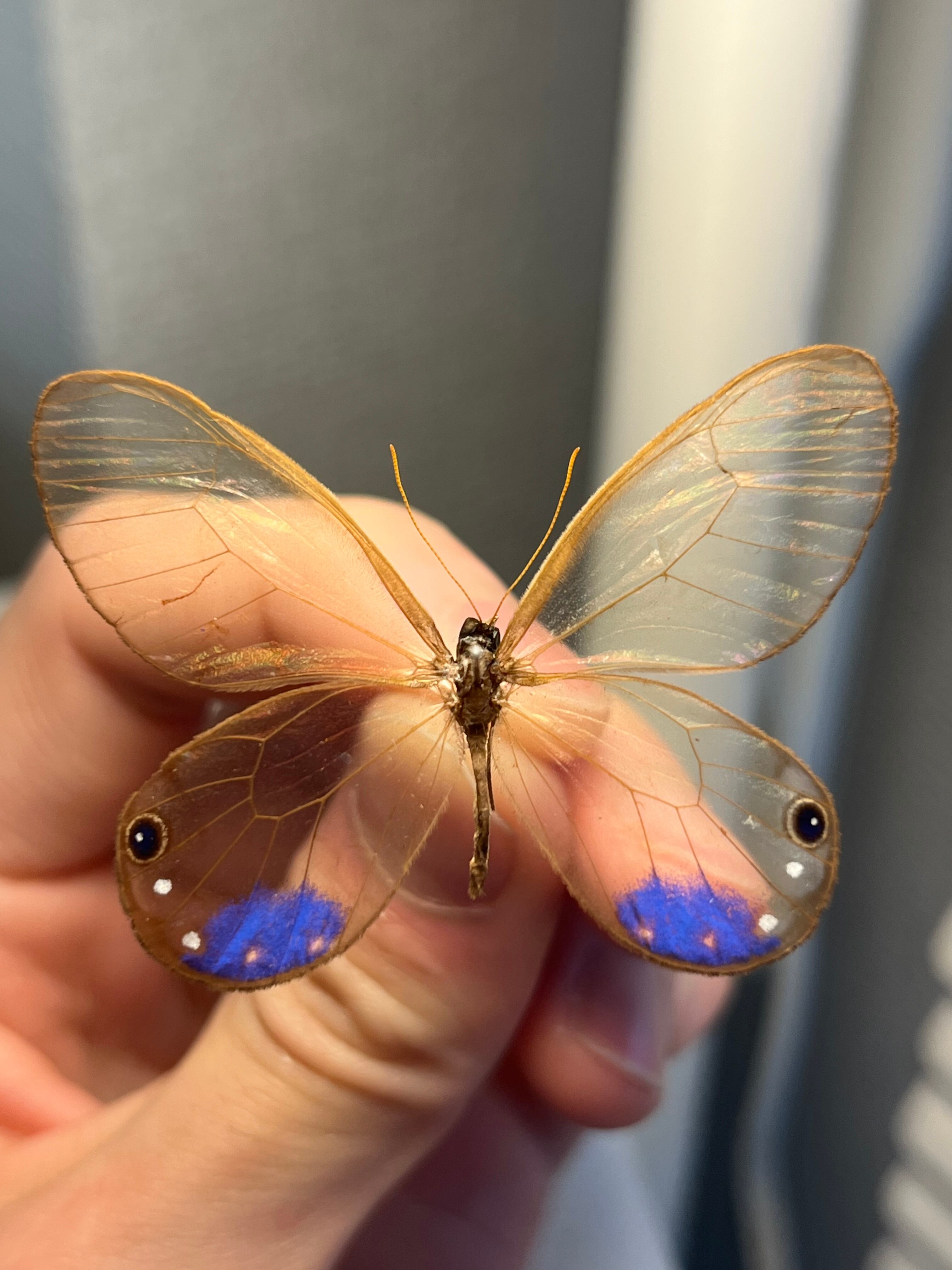 属内最高峰】ルリモンスカシジャノメ アンドロメダスカシジャノメ
