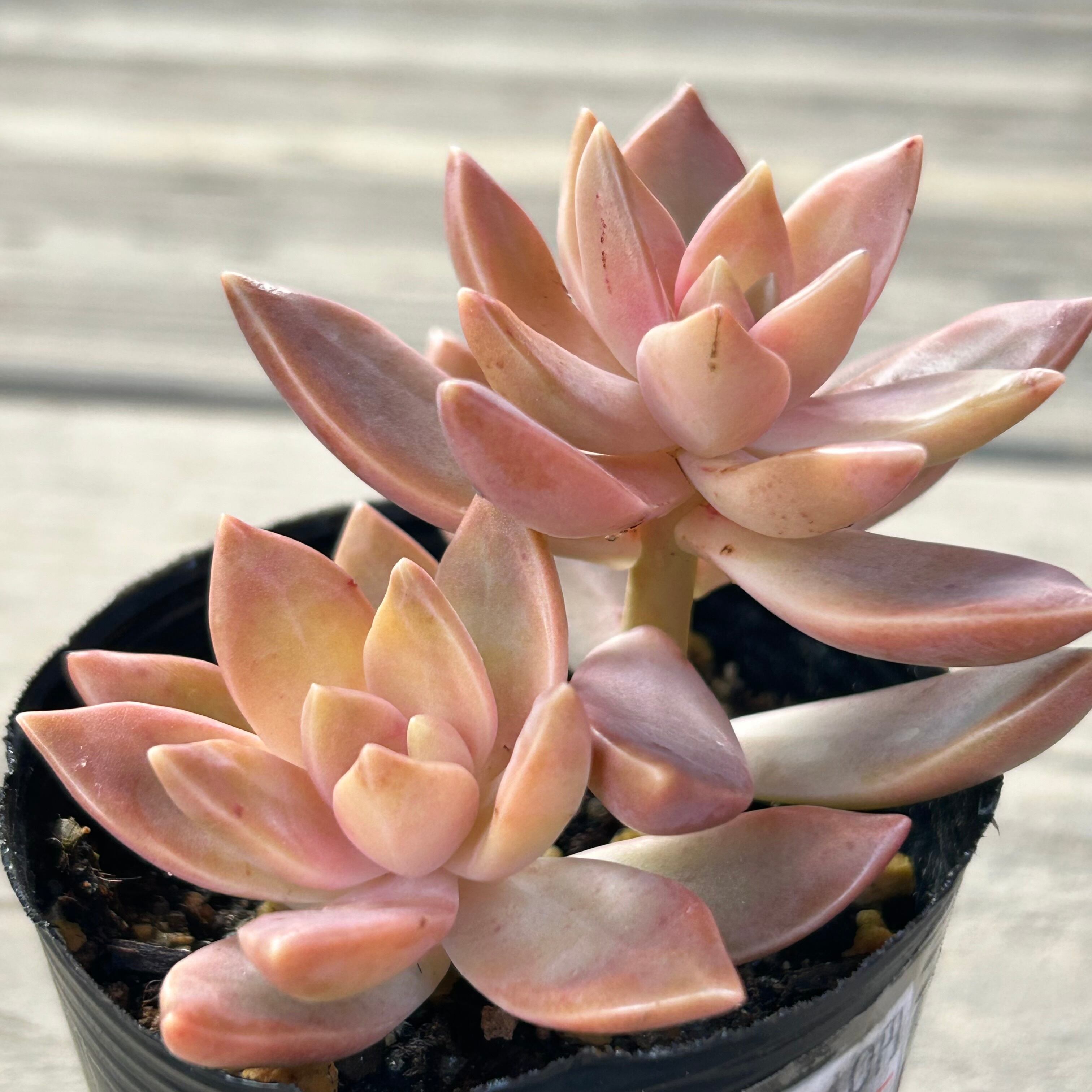 カリフォルニアサンセット | RuPo 多肉植物専門店