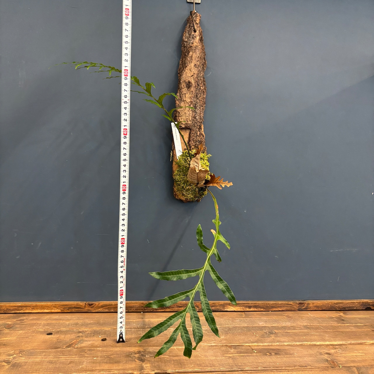 ドリナリア デスケンサ【991】