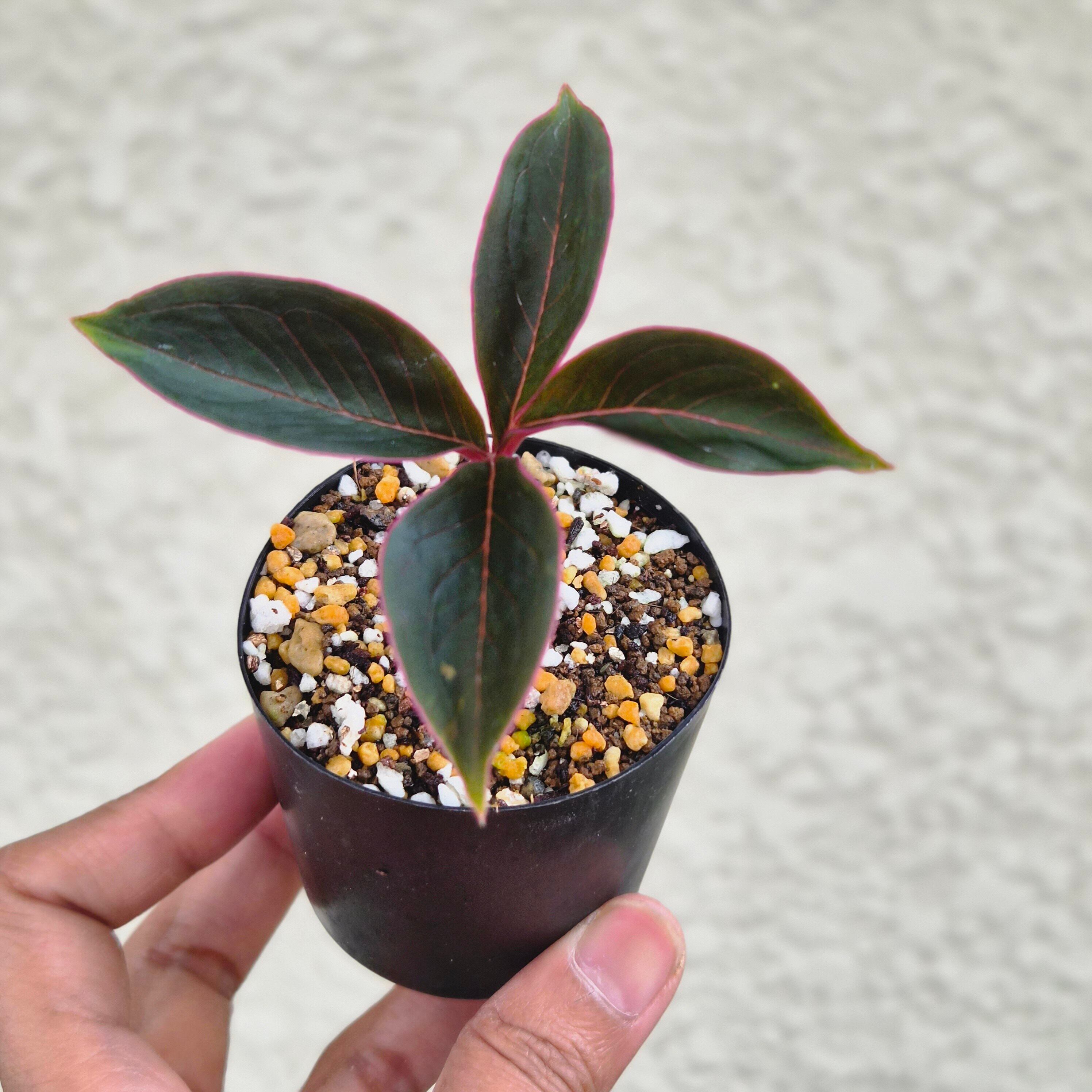AM9 ♡レア〚 アモルフォファルス アトロビリディス 〛 Amorphophallus Atroviridis 塊根植物 コーデックス