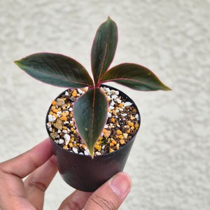 AM9 ♡レア〚 アモルフォファルス アトロビリディス 〛 Amorphophallus Atroviridis 塊根植物 コーデックス