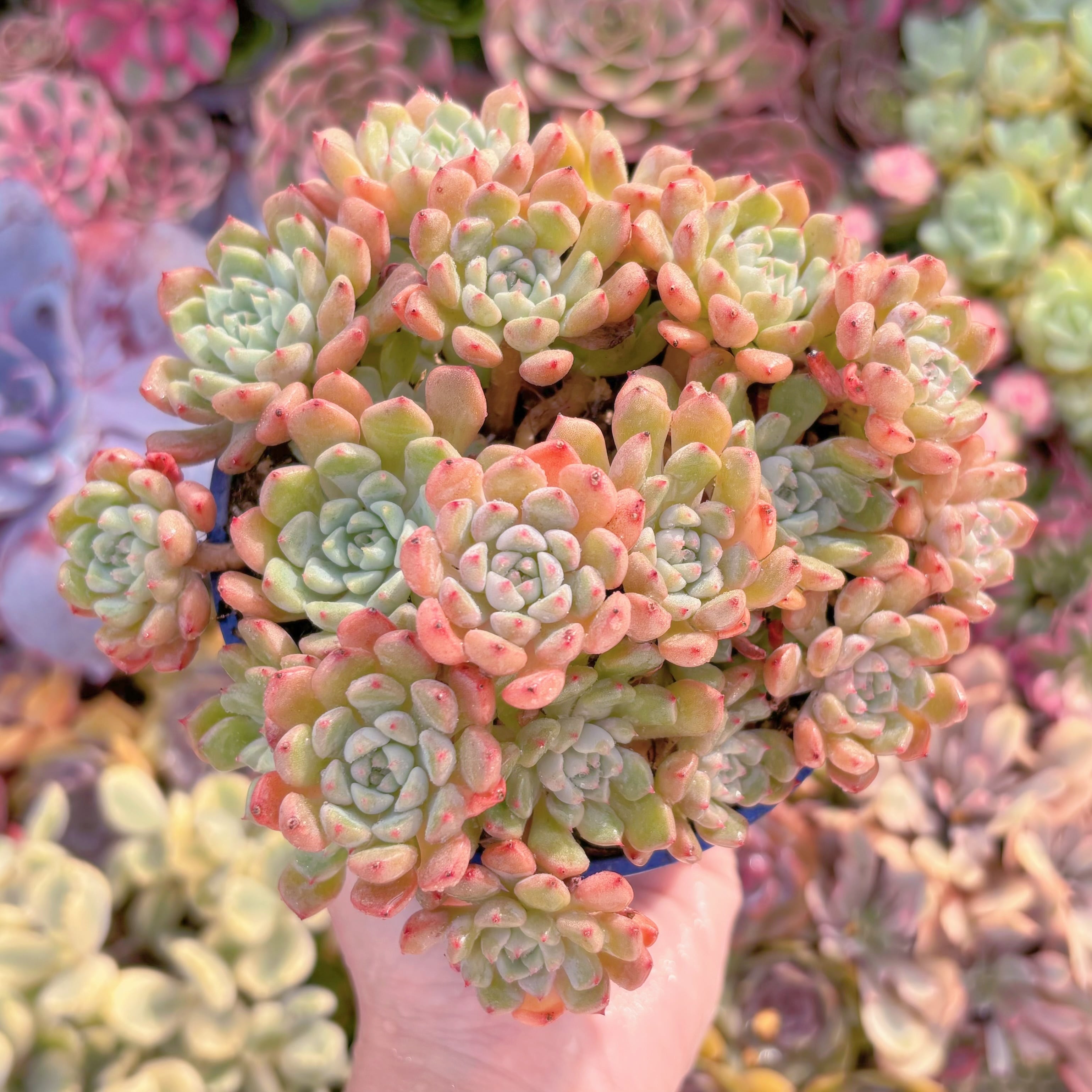 現品　スノーピーチ#888　大群生　るる農園