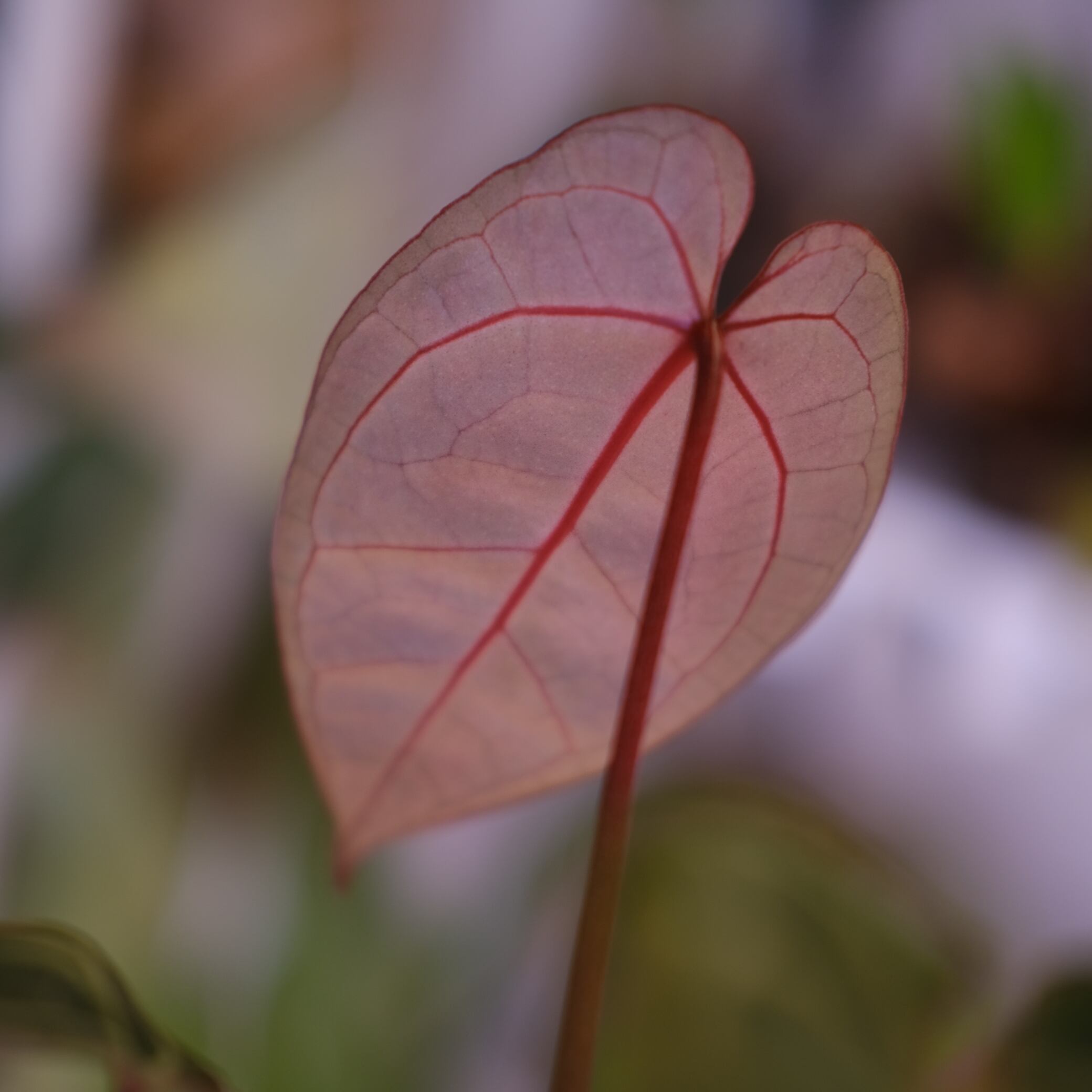 Anthurium. SKG Pink Lemonade × A.Zara Michelle⑧│アンスリウム