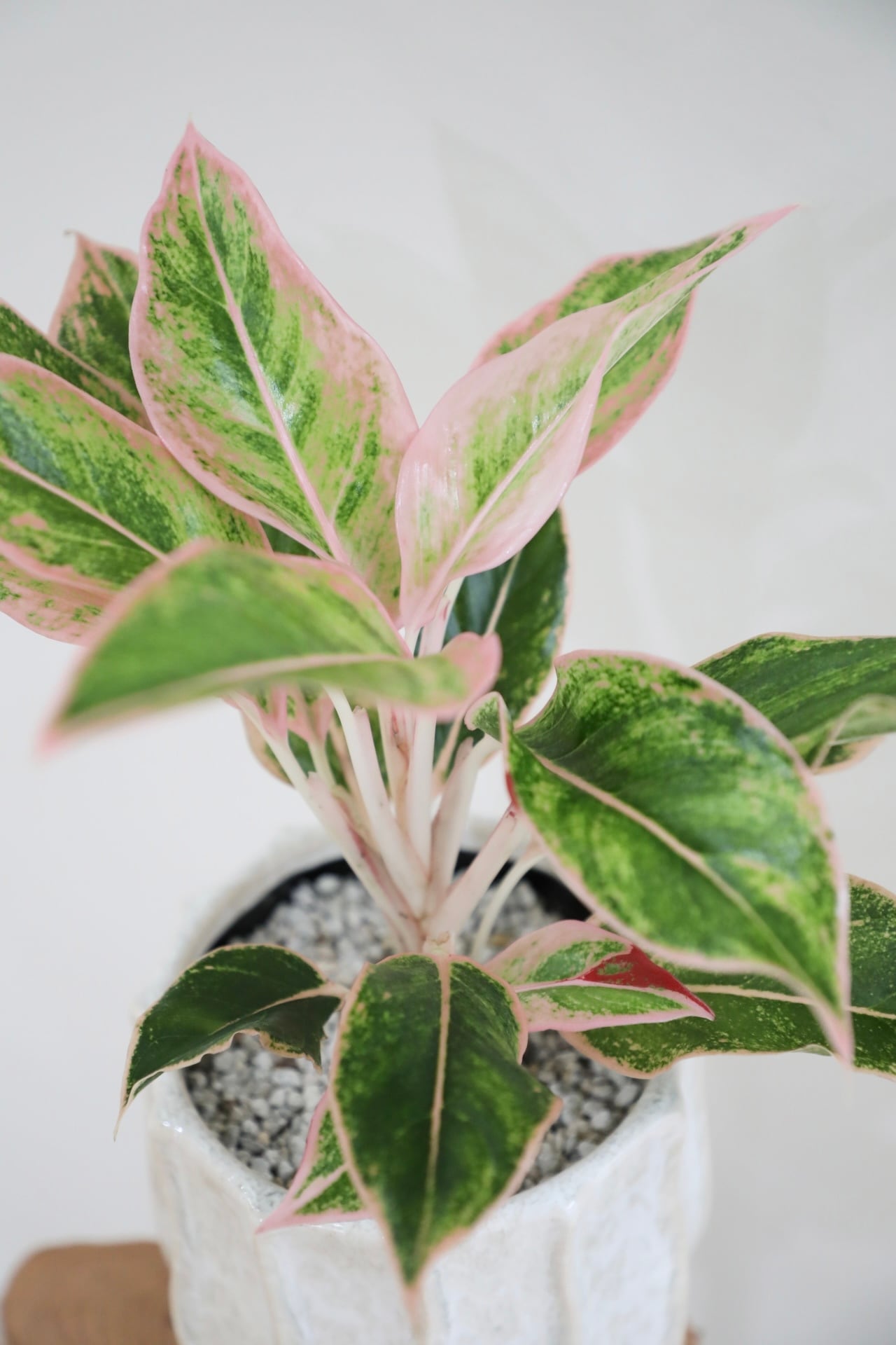 M】フィロデンドロン プロウマニーブラックフェイス/Philodendron