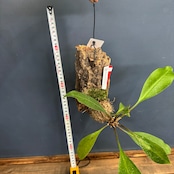 【クリアランス】ミルメコディア platytyrea【891】