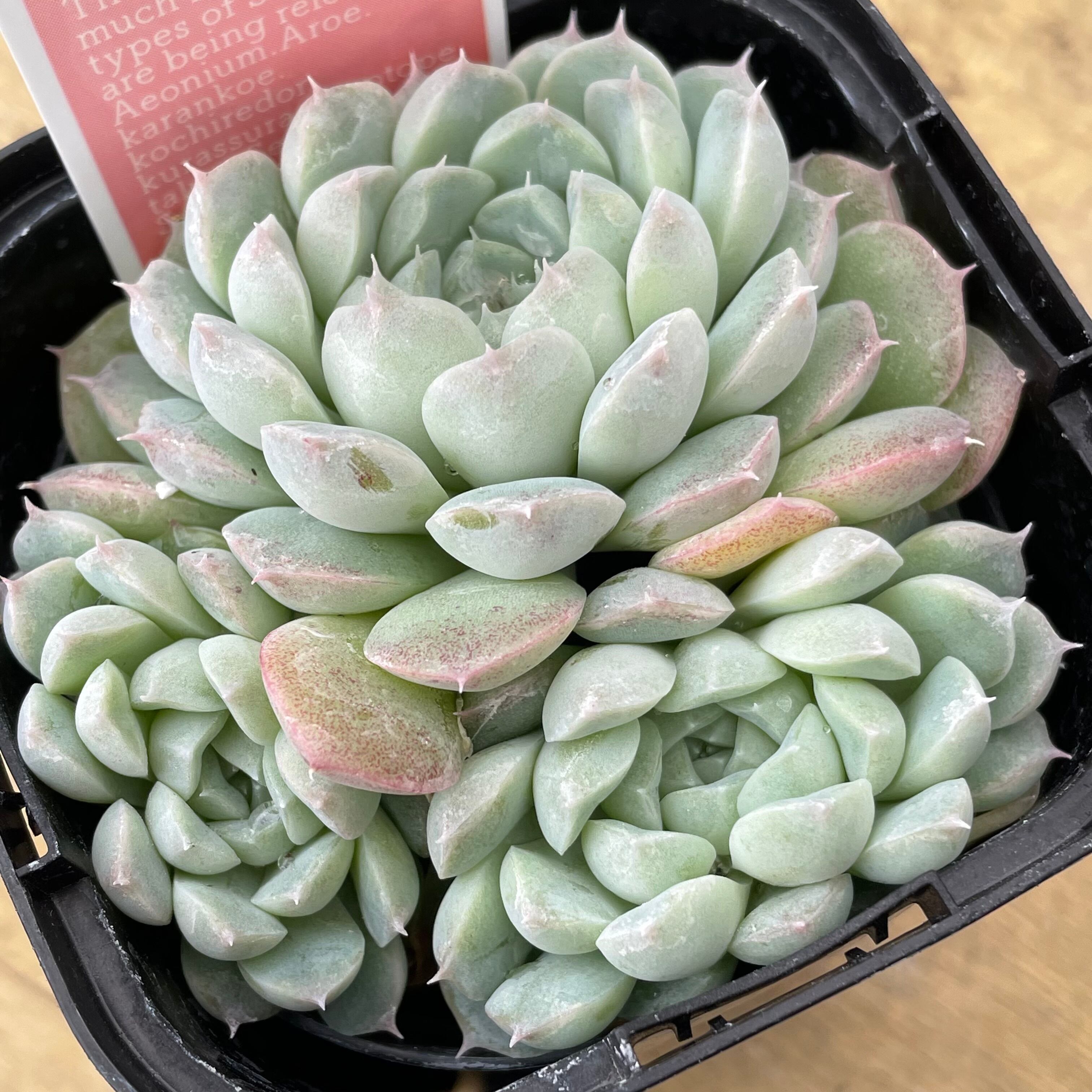 アルバ美尼群生 | RuPo 多肉植物専門店