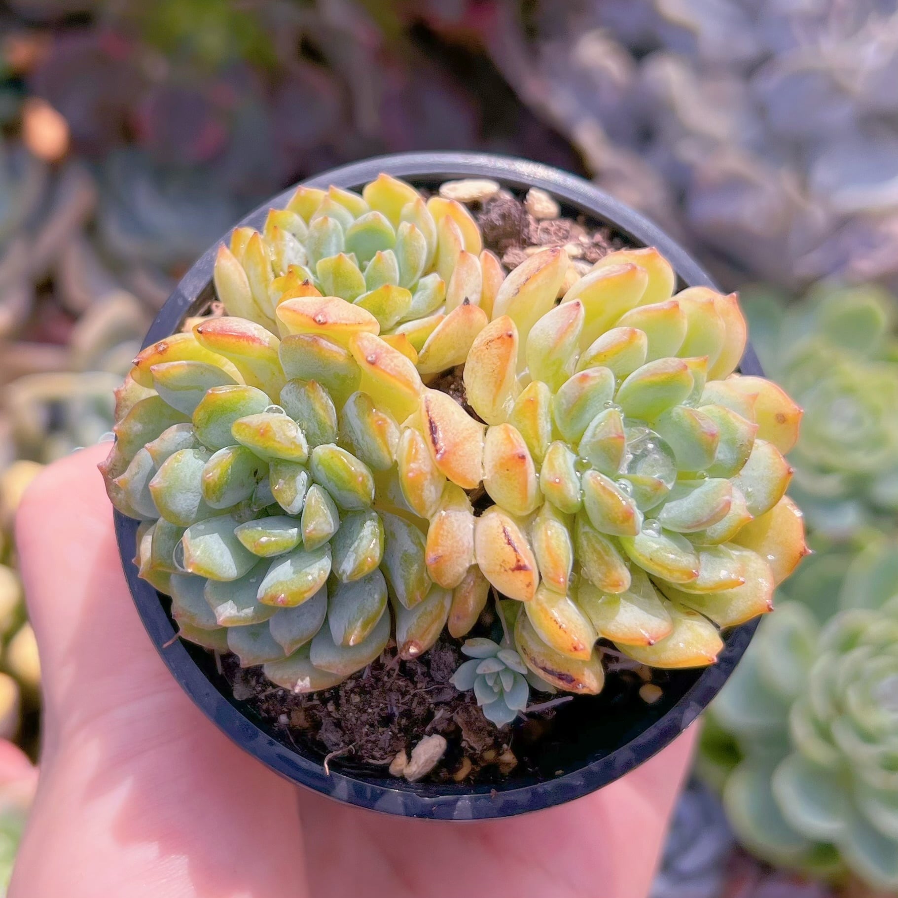 現品　ヴィンセントカトーx静夜#B50　るる農園