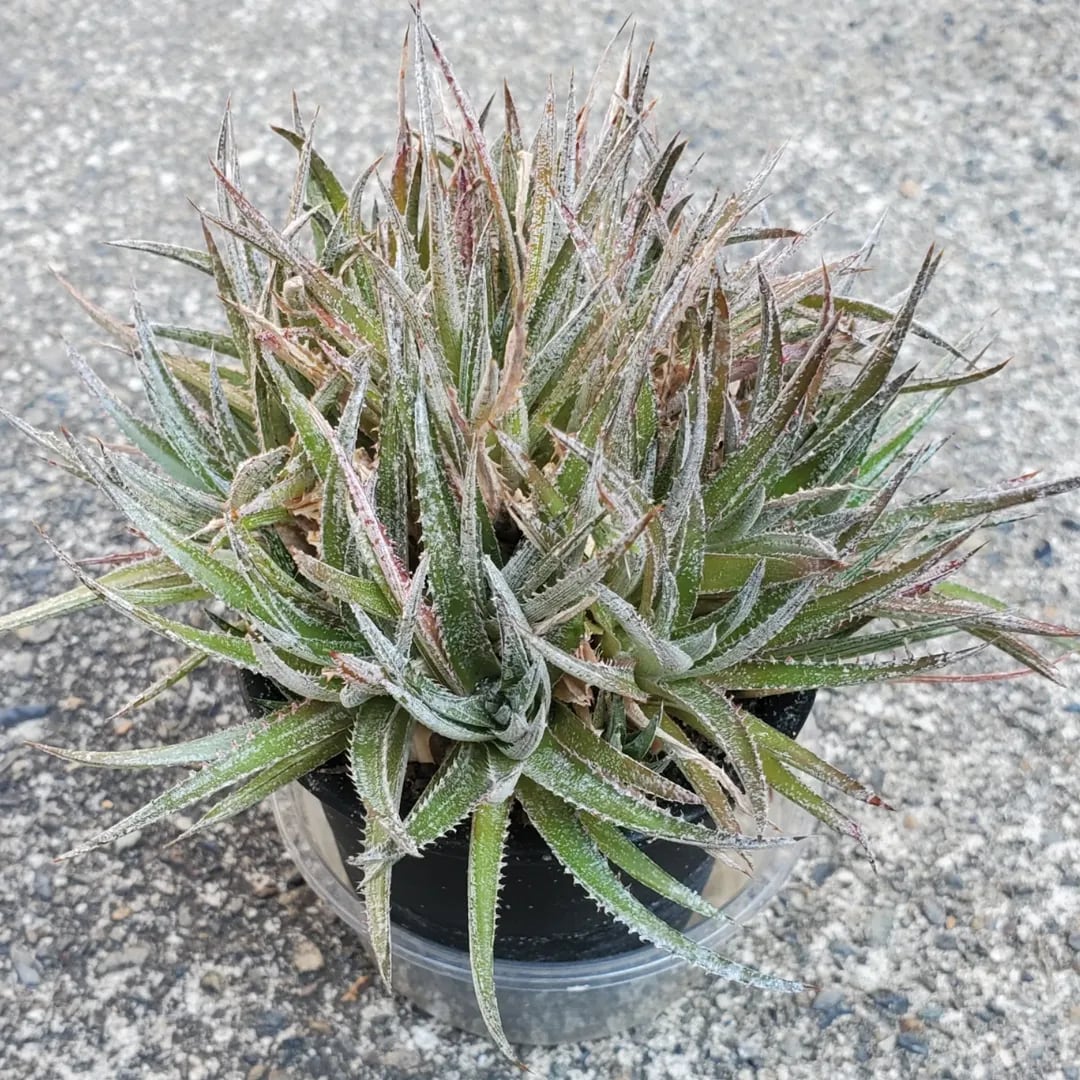 Amazonicoハイブリッド | レアプランツ通販サイトPlants Maniax