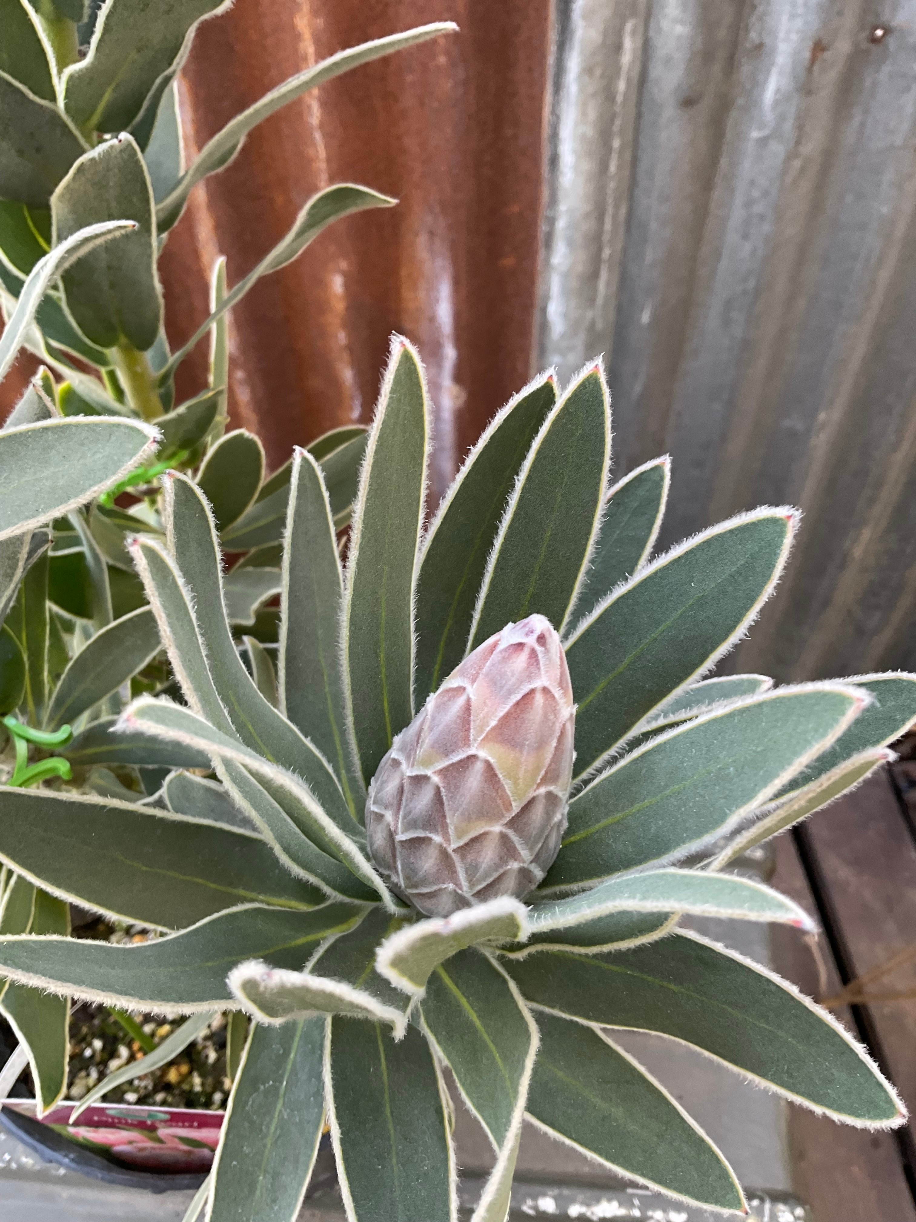 プロテア ピンクパール 3F | 沼ノ上農園